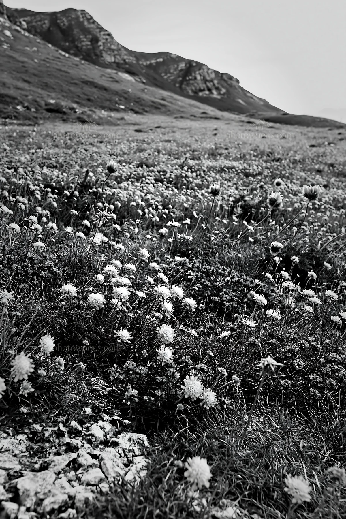 Cloudy scabious meadow on a chalk slope with flowers - AI-generated stock image