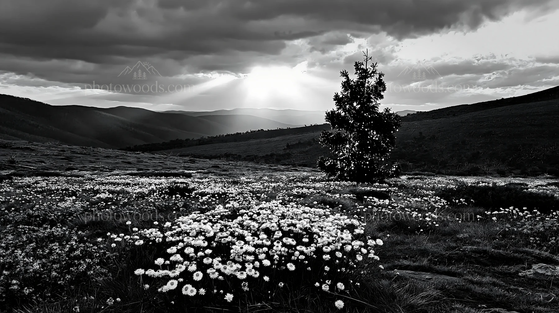 Christmas tree in meadow under bright sky - AI-generated stock image