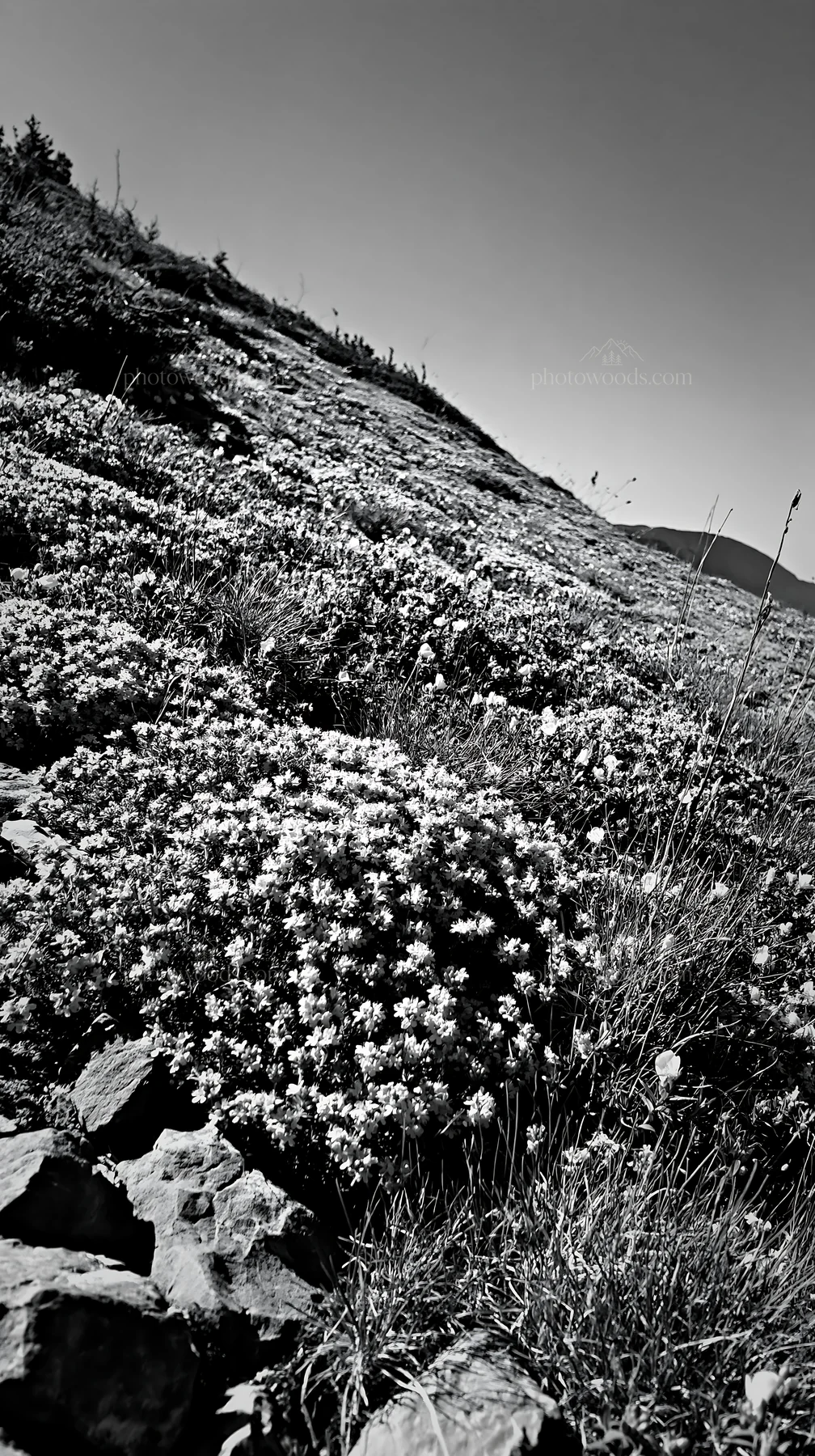 Sunny limestone slope meadow with wildflowers - AI-generated stock image