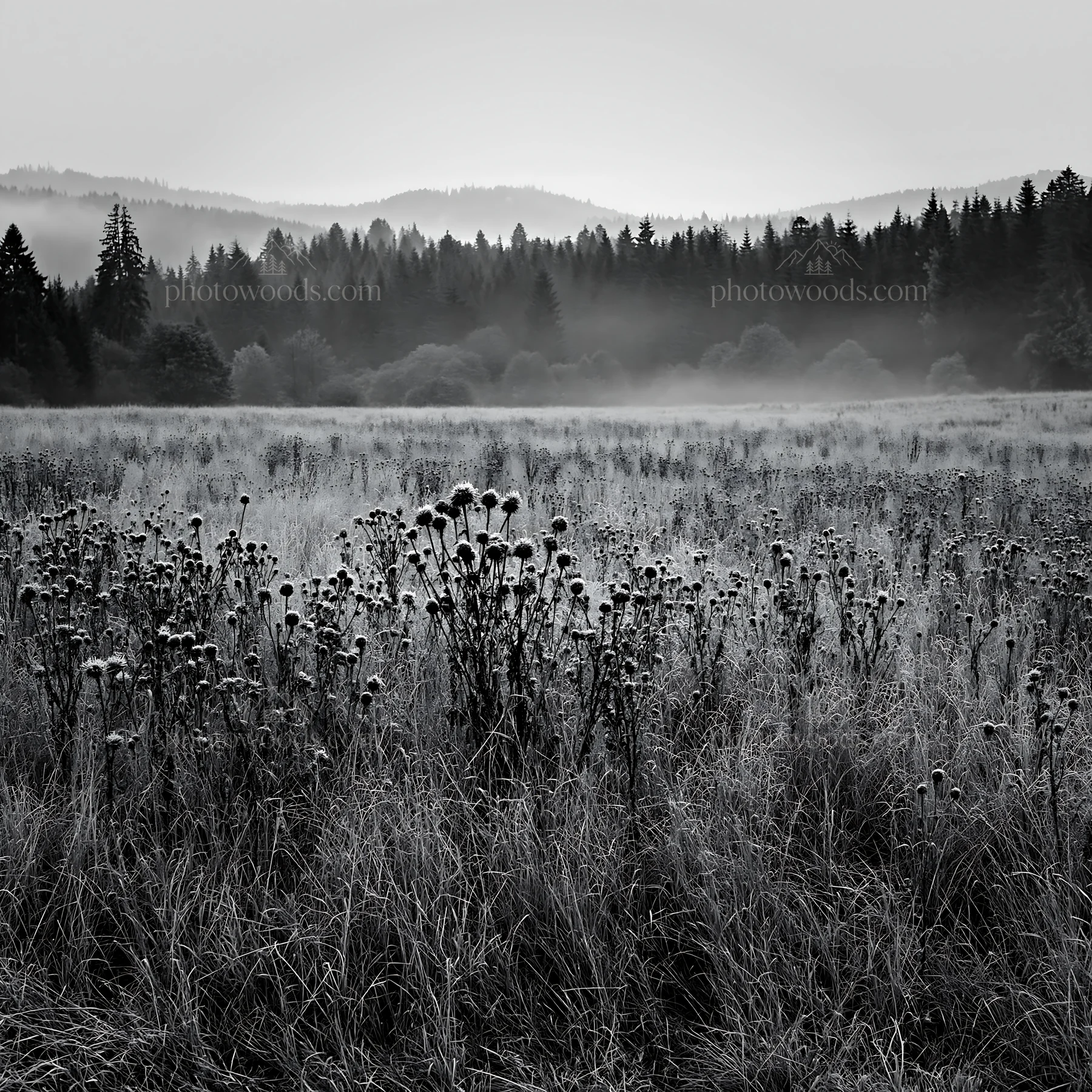 Autumn meadow with wildflowers and fog in the background - AI-generated stock image