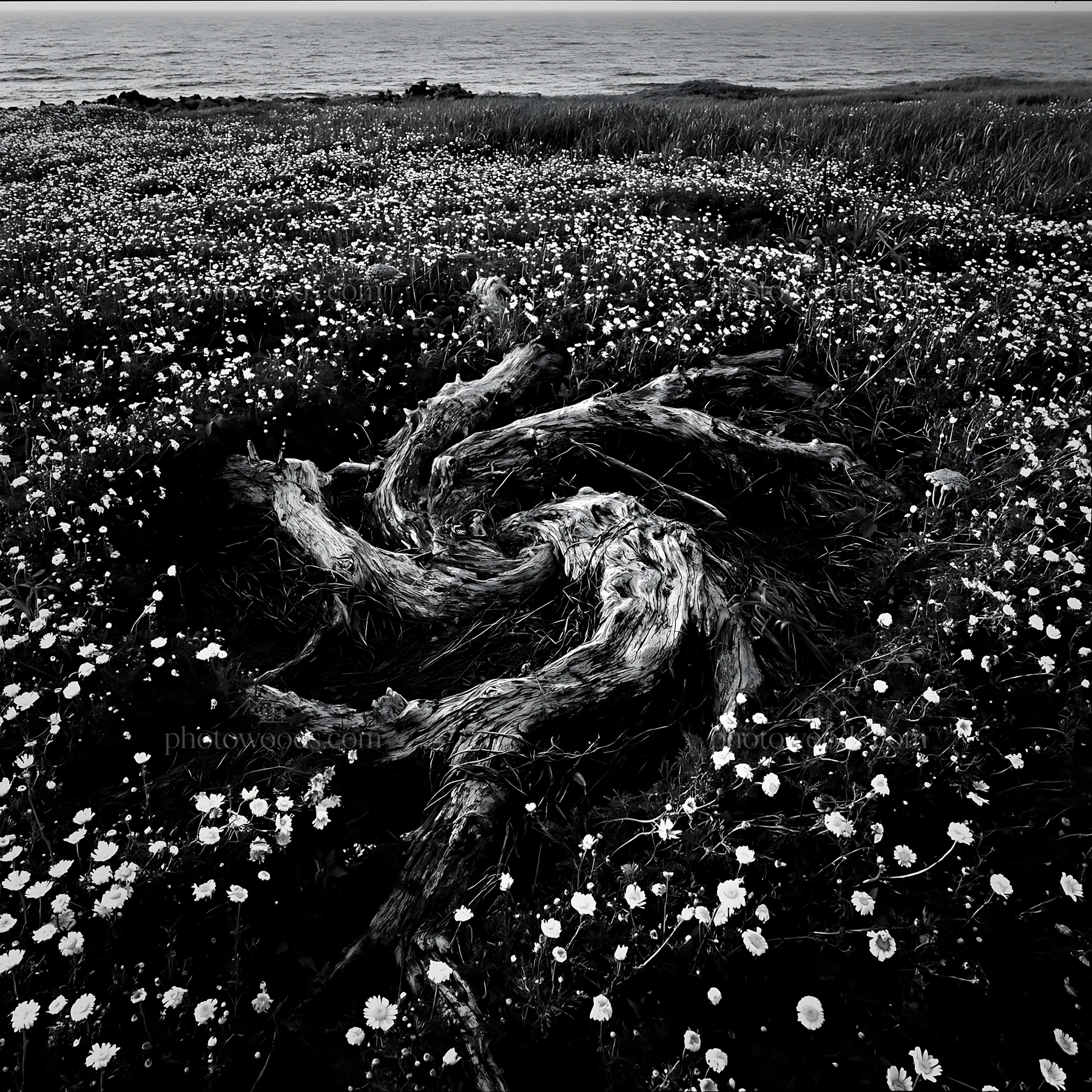 Black and white ishikawa coastal meadow storm washed driftwood surrounded by flowers - AI-generated stock image
