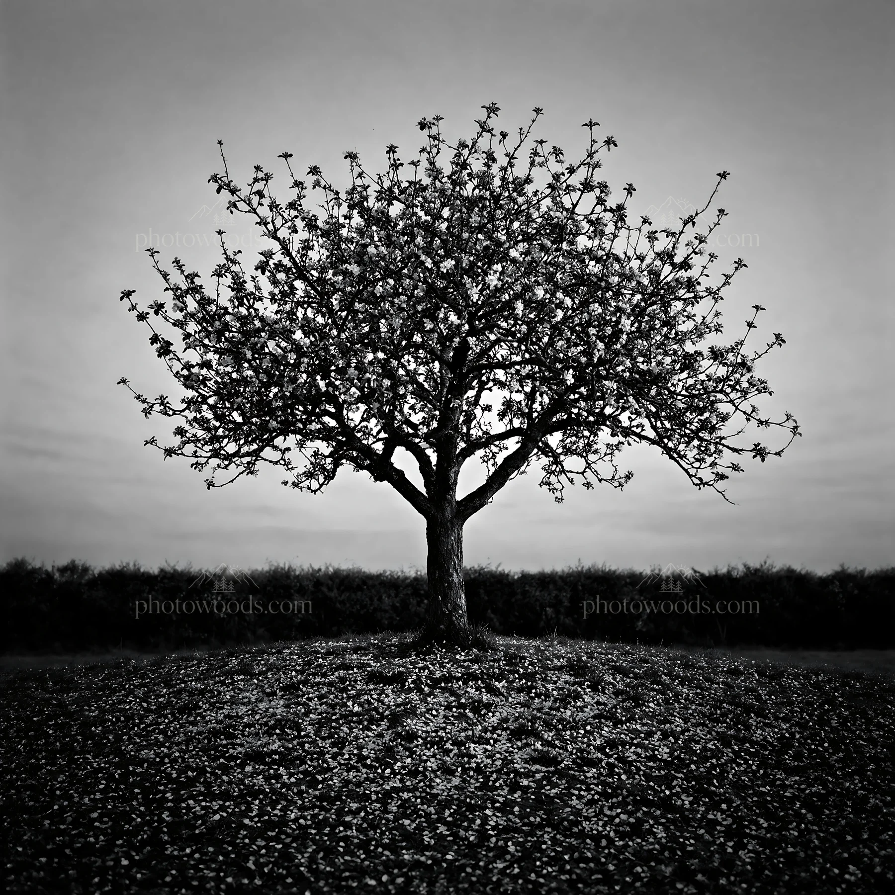 Black and white apple blossom meadow with a blooming tree at dusk - AI-generated stock image
