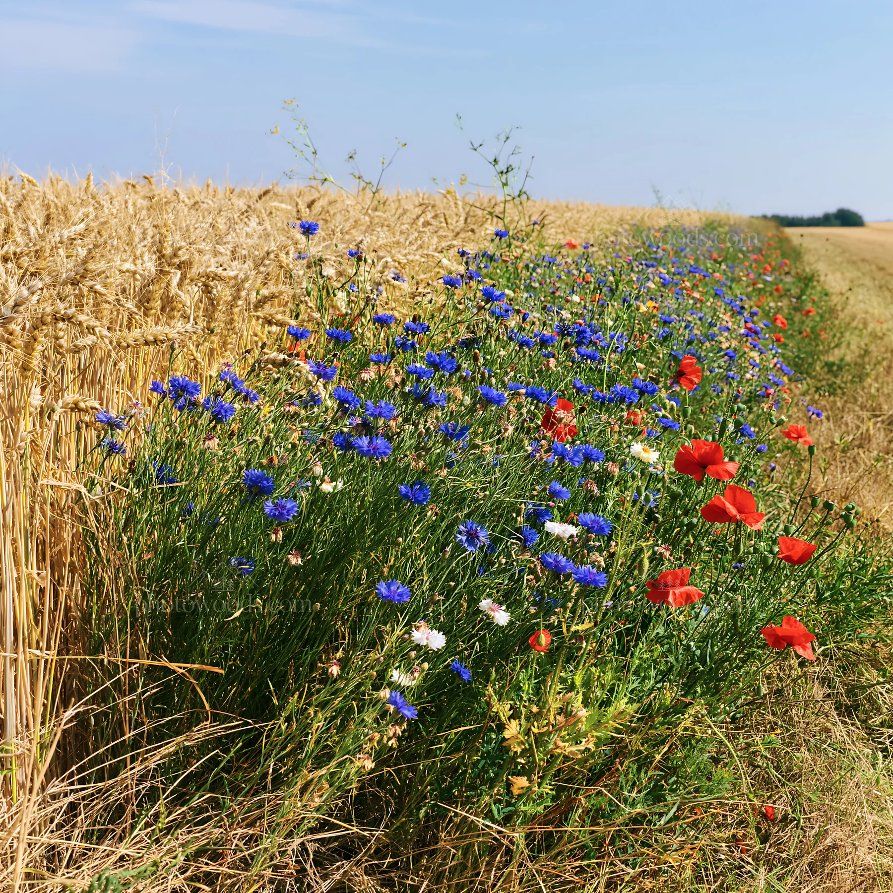 Colorful cornflower meadow with wildflowers beside wheat field - AI-generated stock image