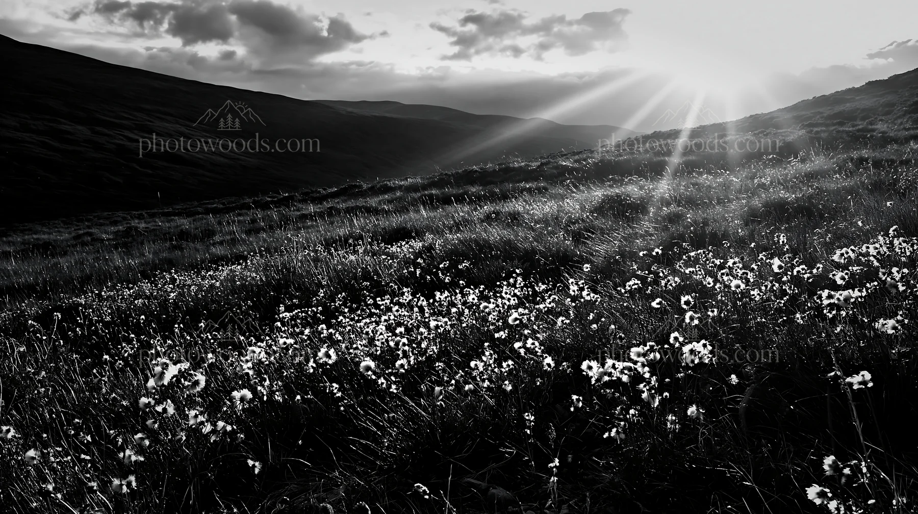 Crepuscular rays over a meadow with wildflowers - AI-generated stock image