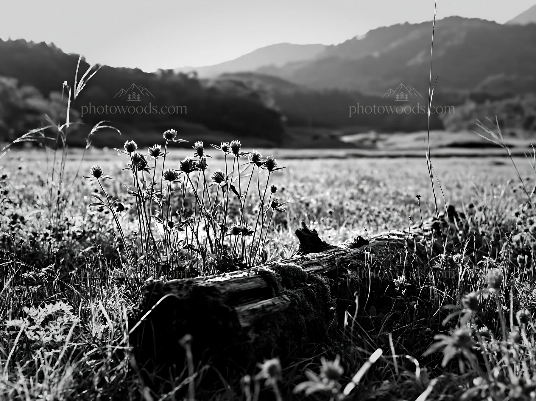 Mossy log with flowers in Gifu low carbon meadow landscape - AI-generated stock image