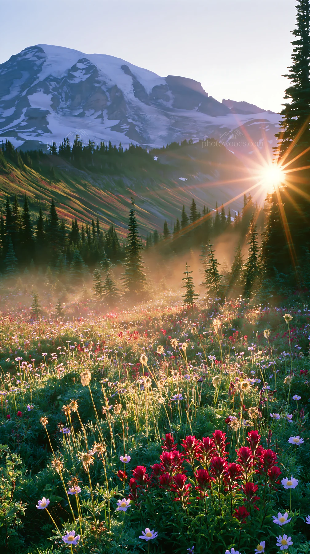 Mount Rainier sunrise over wildflower meadow - AI-generated stock image