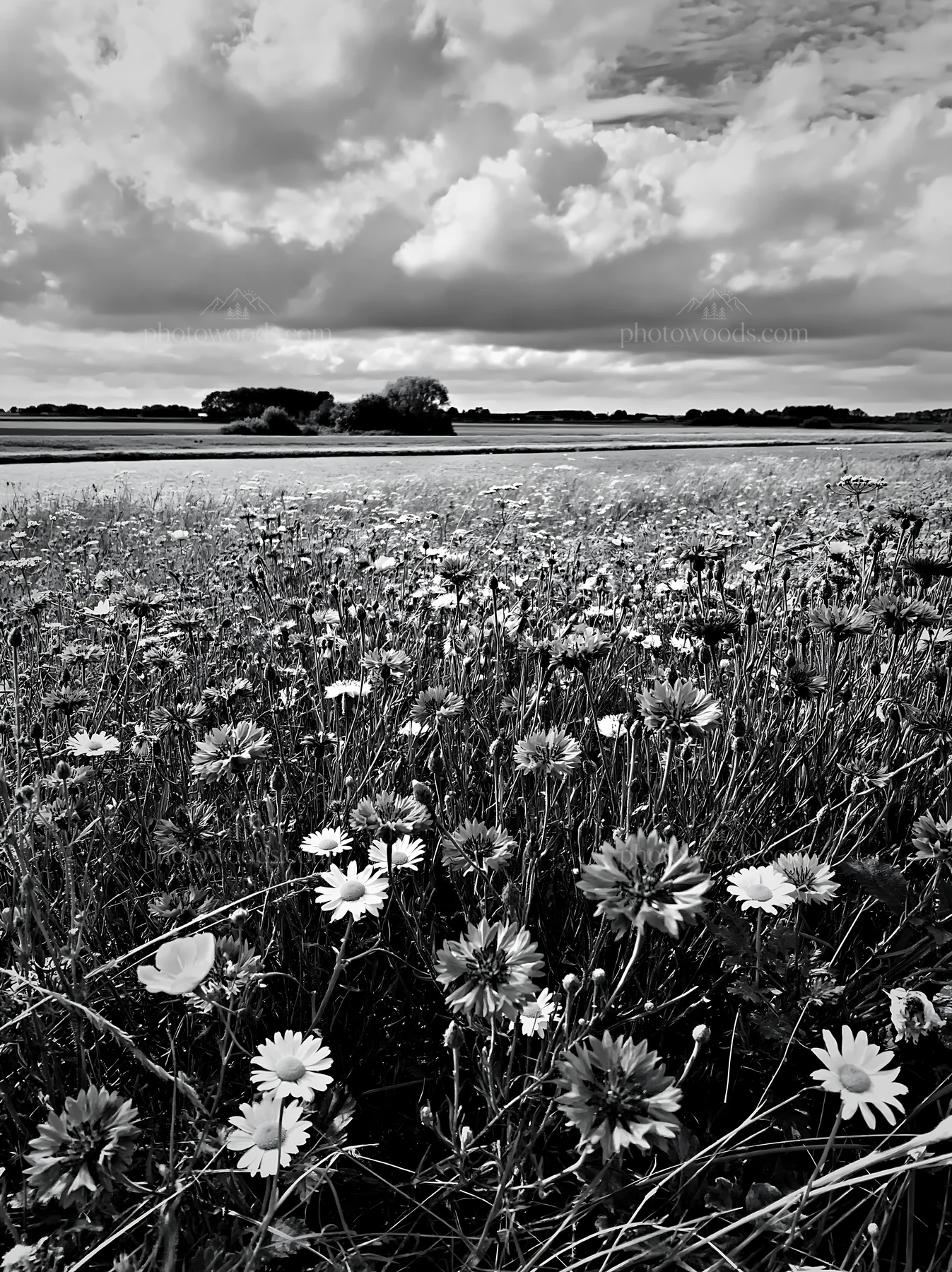 Black and white cornflower meadow with wildflowers near a river - AI-generated stock image