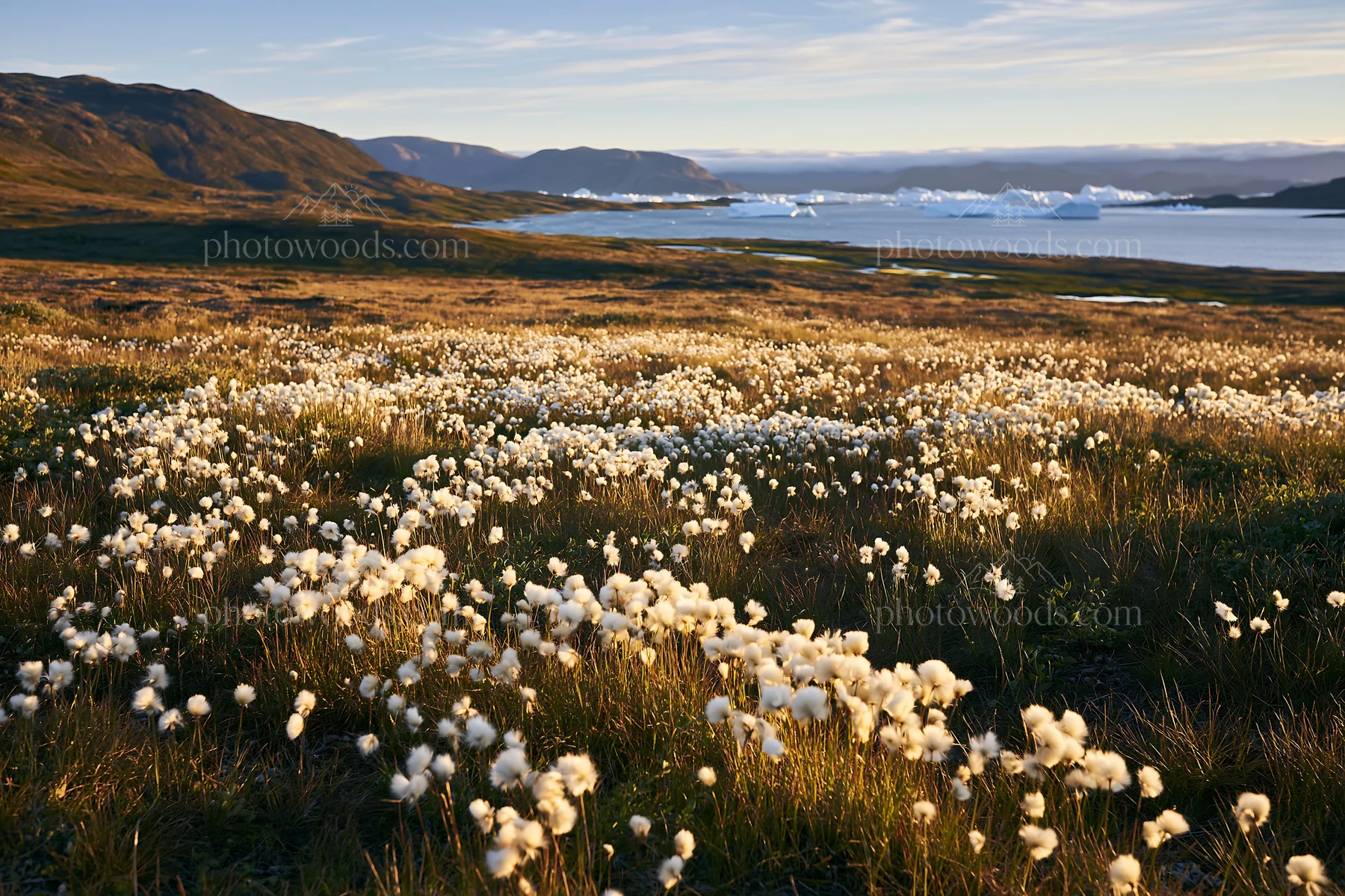 Cottongrass meadow glow at dusk near the water's edge - AI-generated stock image