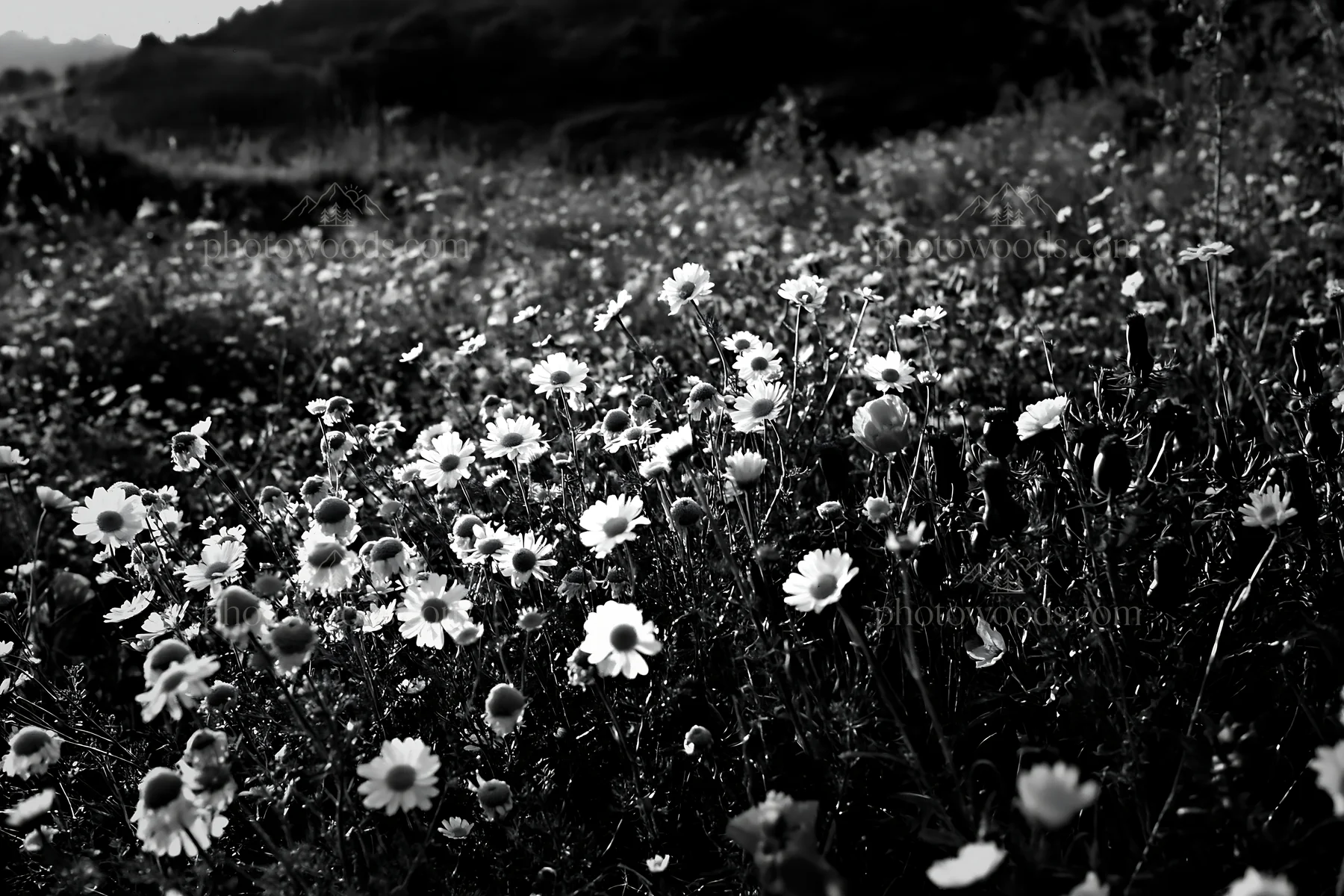 Wide Christmas meadow with native flowers and fairy lights - AI-generated stock image