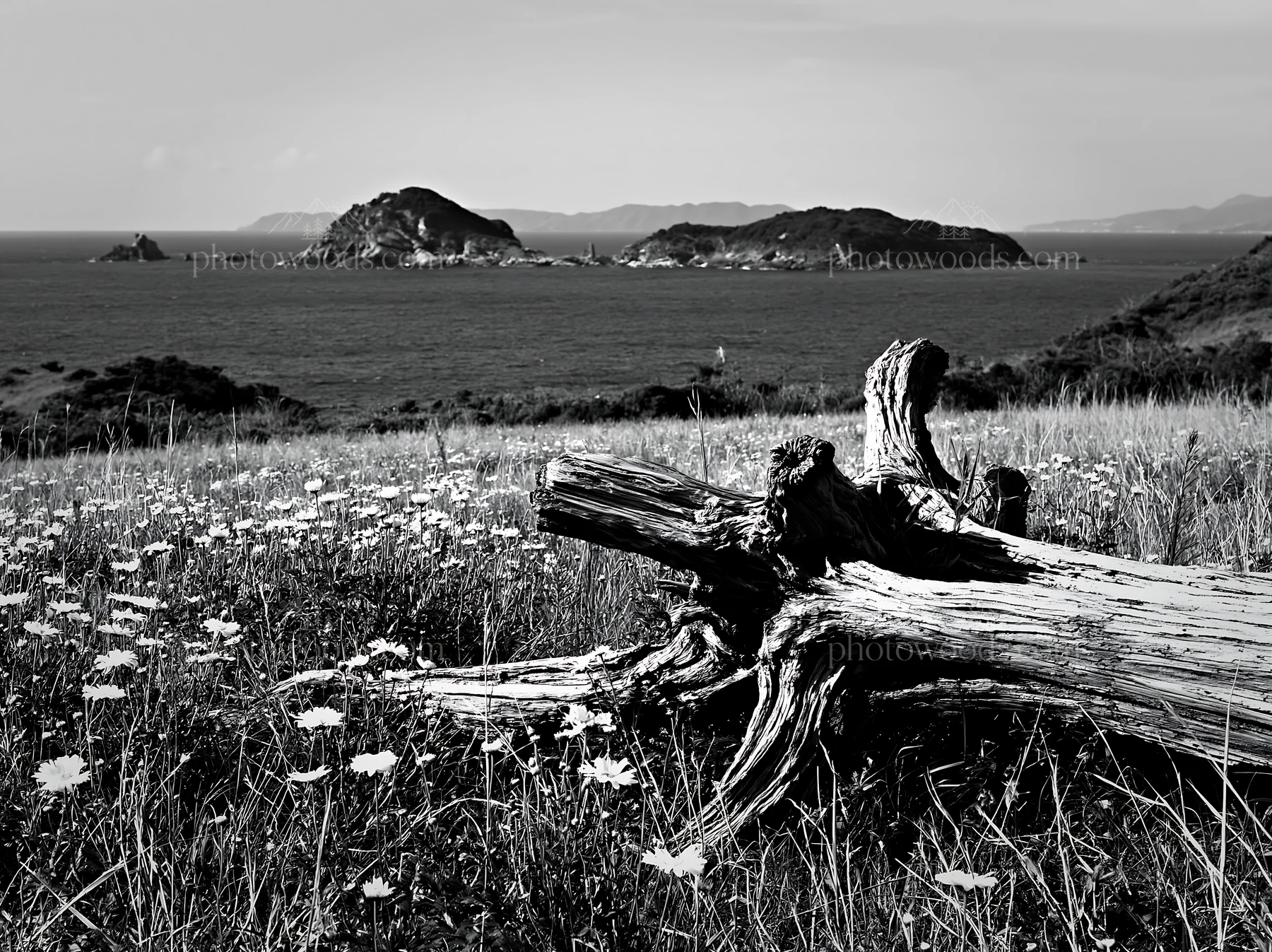Black and white nagasaki coastal meadow driftwood foreground mood - AI-generated stock image