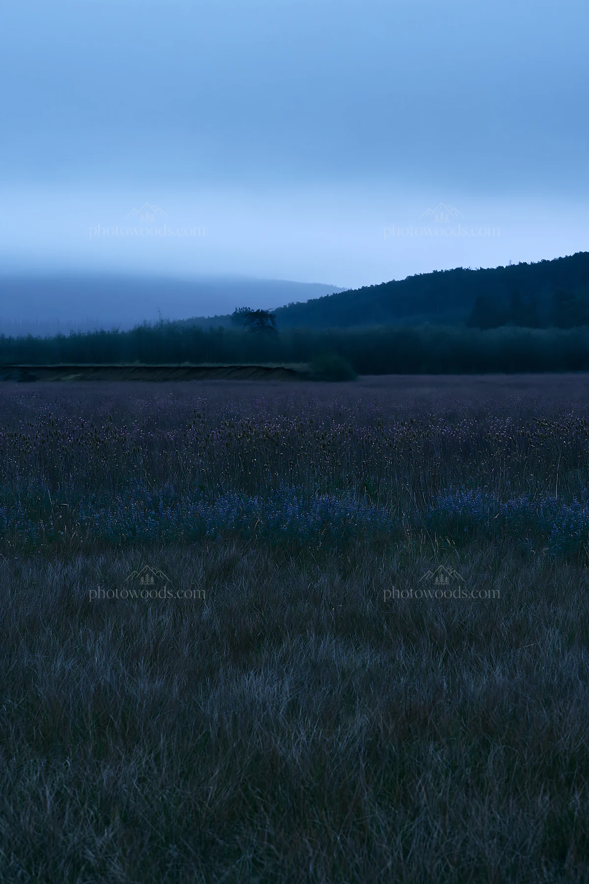 Fireweed blooming in a meadow at dusk - AI-generated stock image
