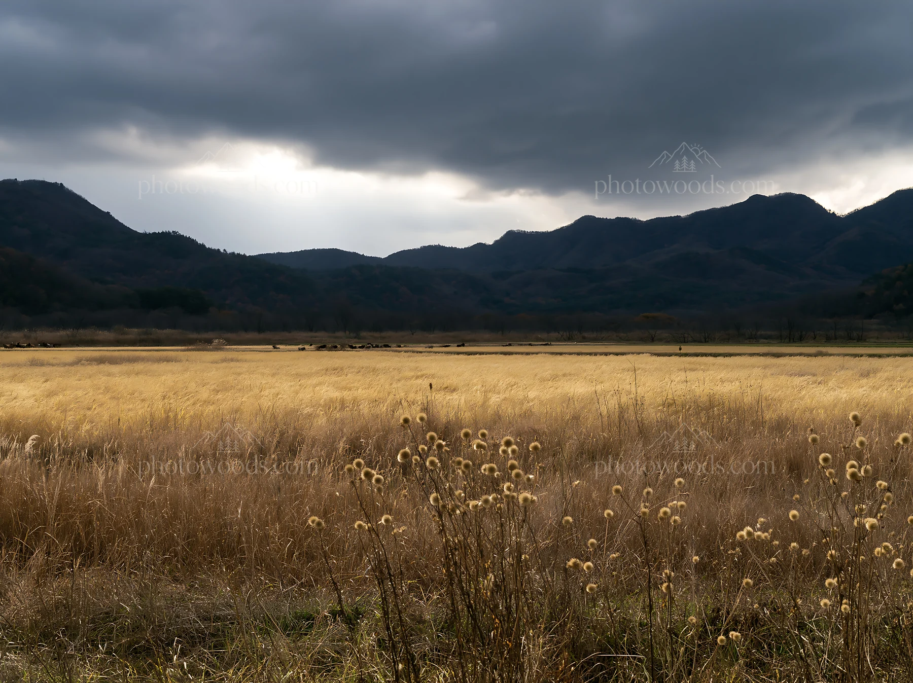 Okayama golden meadow with seedhead foreground under dark clouds - AI-generated stock image