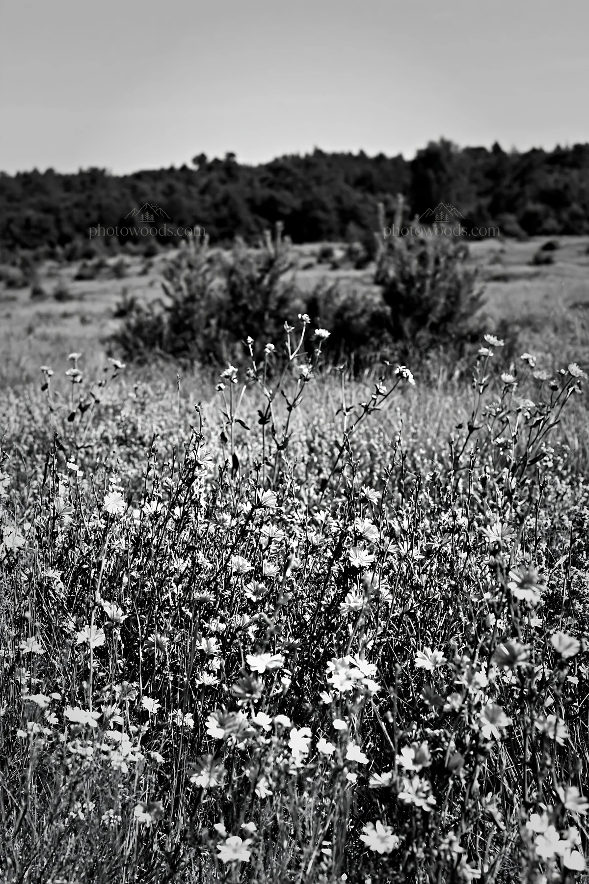 Sainfoin chicory meadow in black and white during daytime - AI-generated stock image