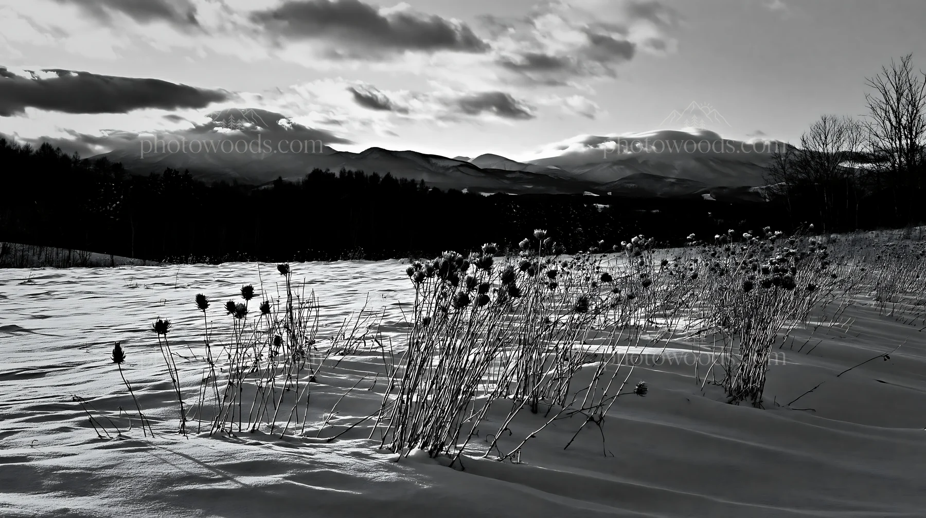 Snow covered Biei hills meadow in winter landscape - AI-generated stock image