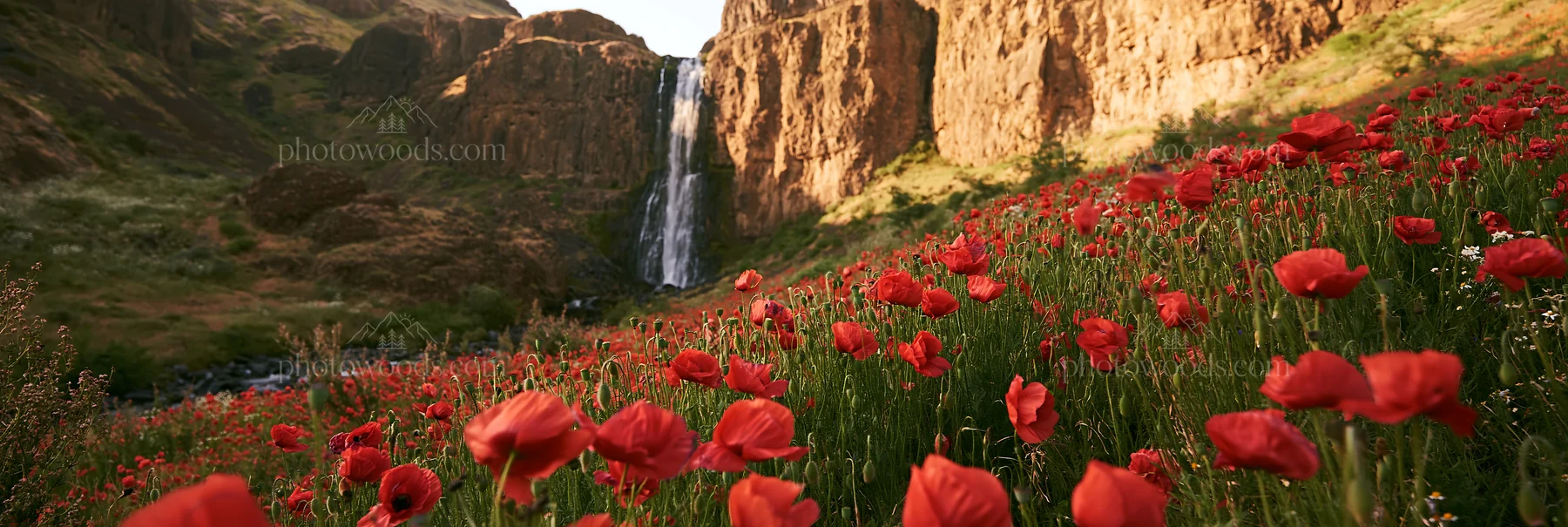 Wildflower meadow with waterfall in summer landscape