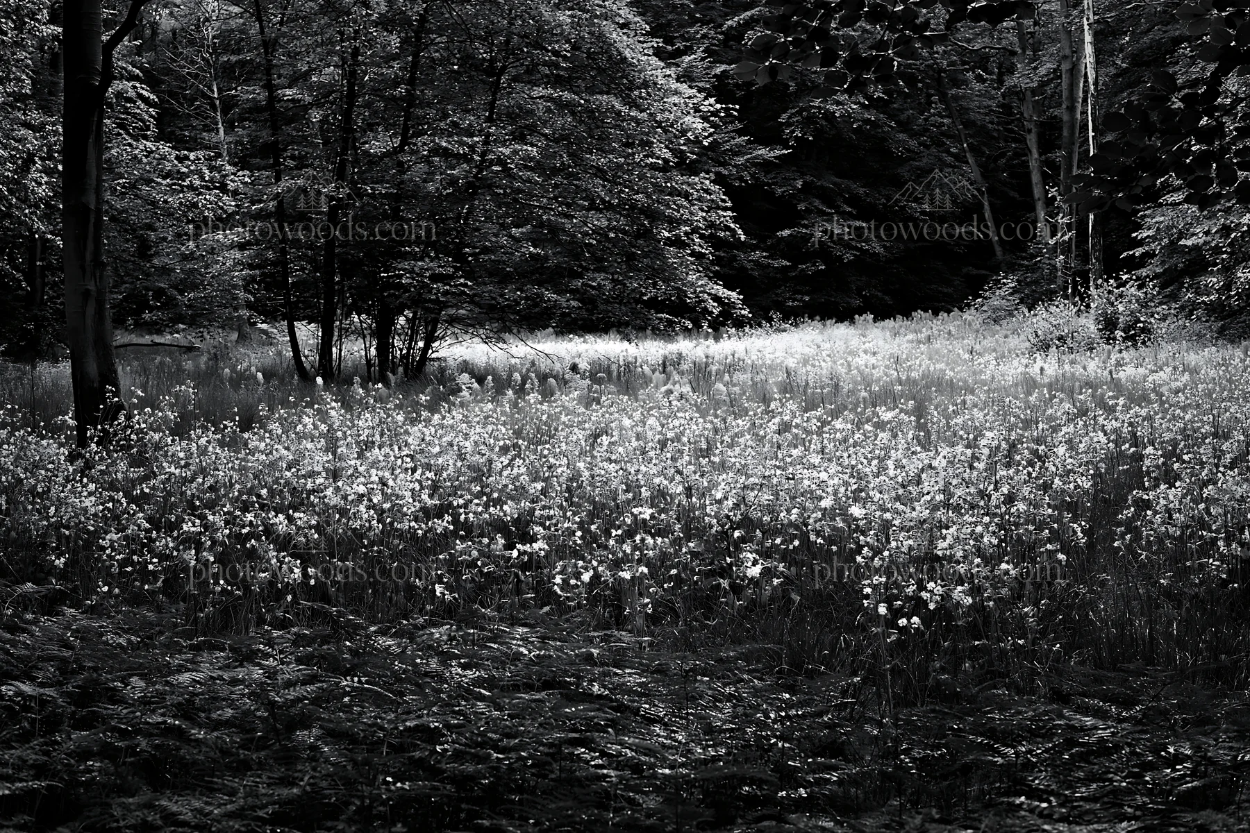 Pink campion meadow in black and white with trees nearby - AI-generated stock image