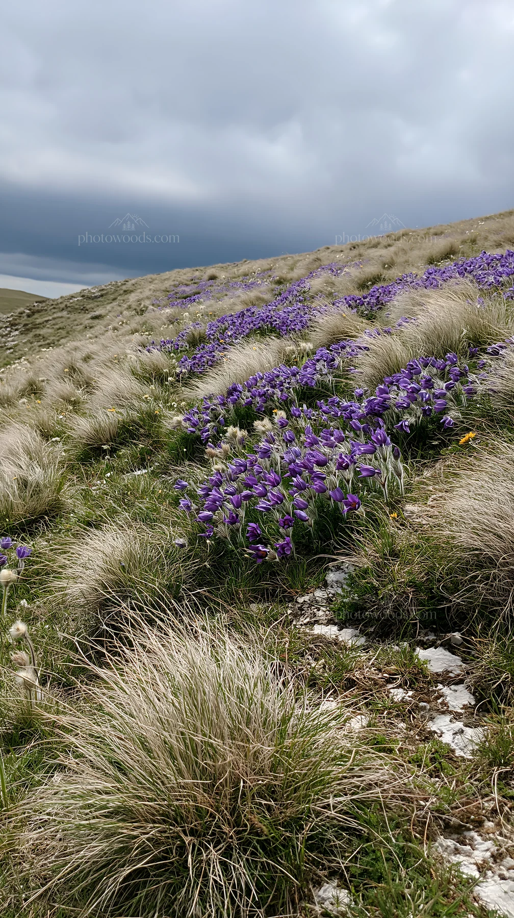 Cloudy calcareous grassland with flowers and natural copy space - AI-generated stock image