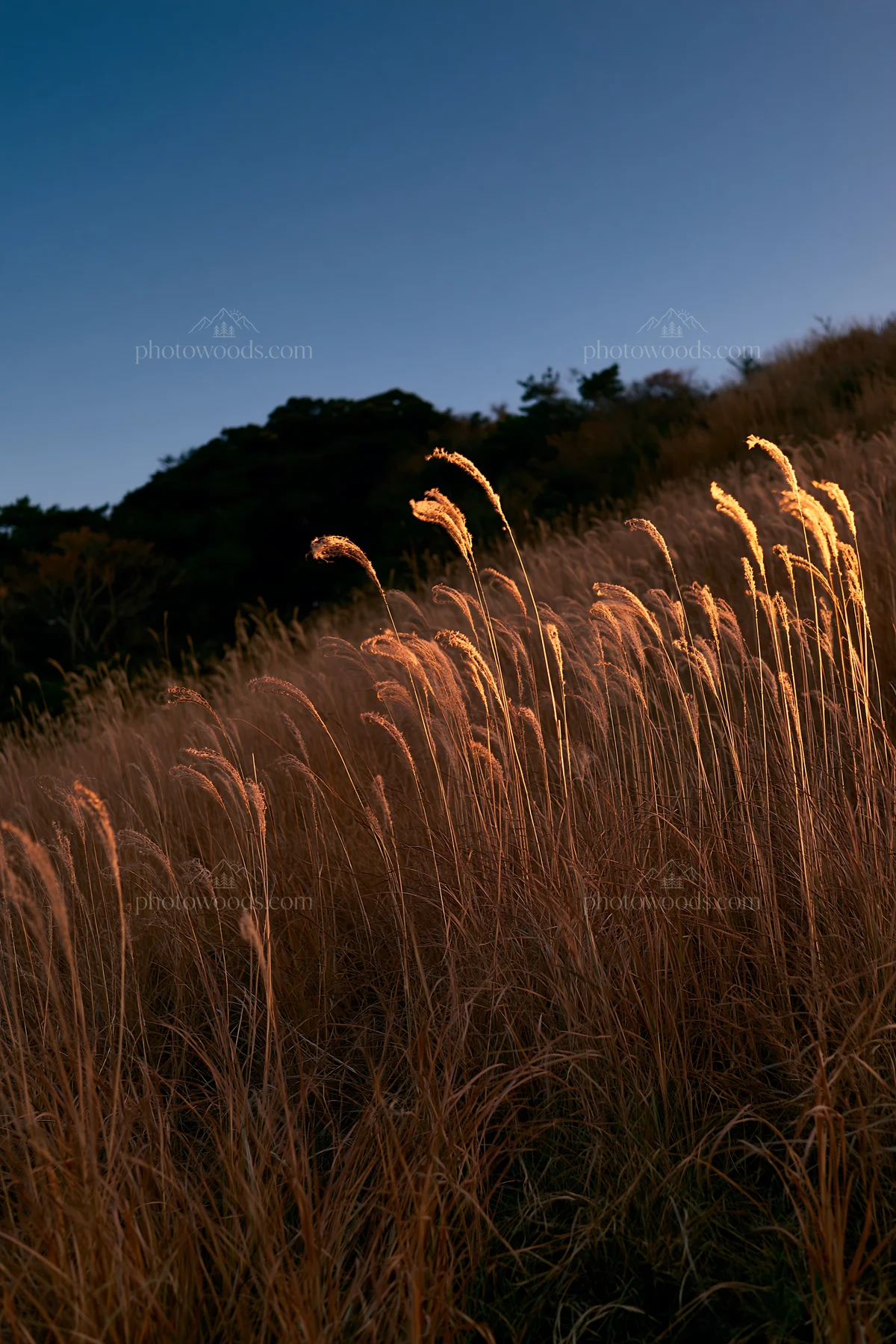 Ehime twilight meadow with dry seedheads - AI-generated stock image