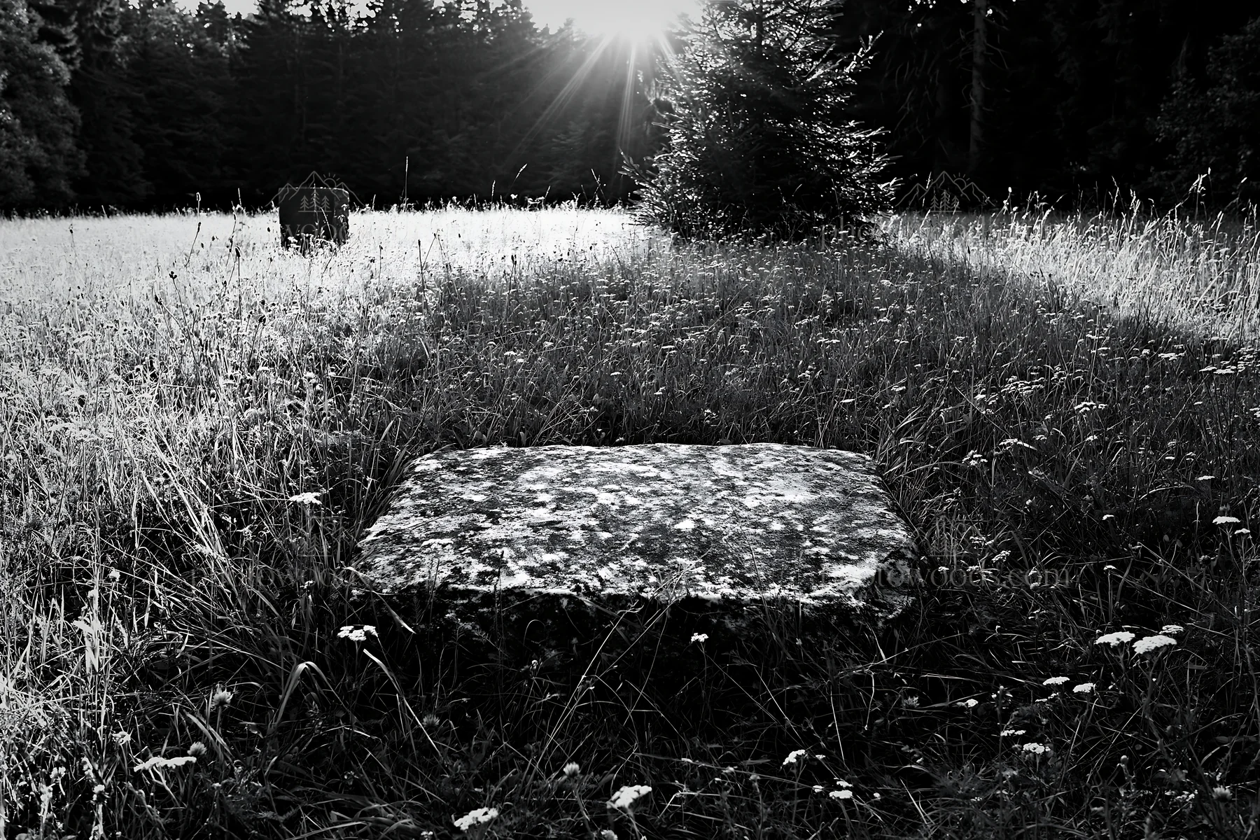 Christmas tree in meadow with sunlight rays - AI-generated stock image