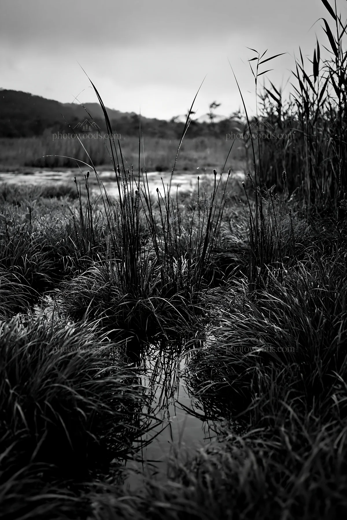 Black and white shiga wetland meadow climate adaptation reeds near water - AI-generated stock image