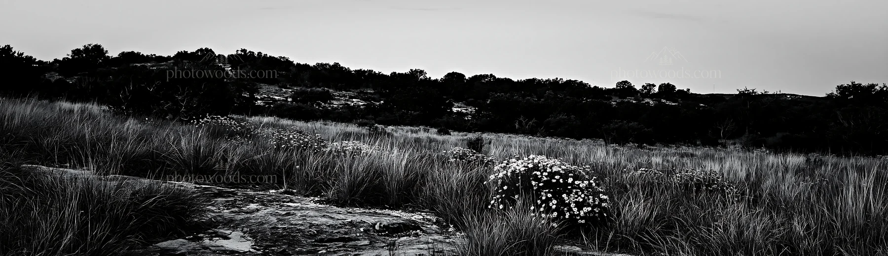 Drought-tolerant meadow with dry grass and small flowers - AI-generated stock image