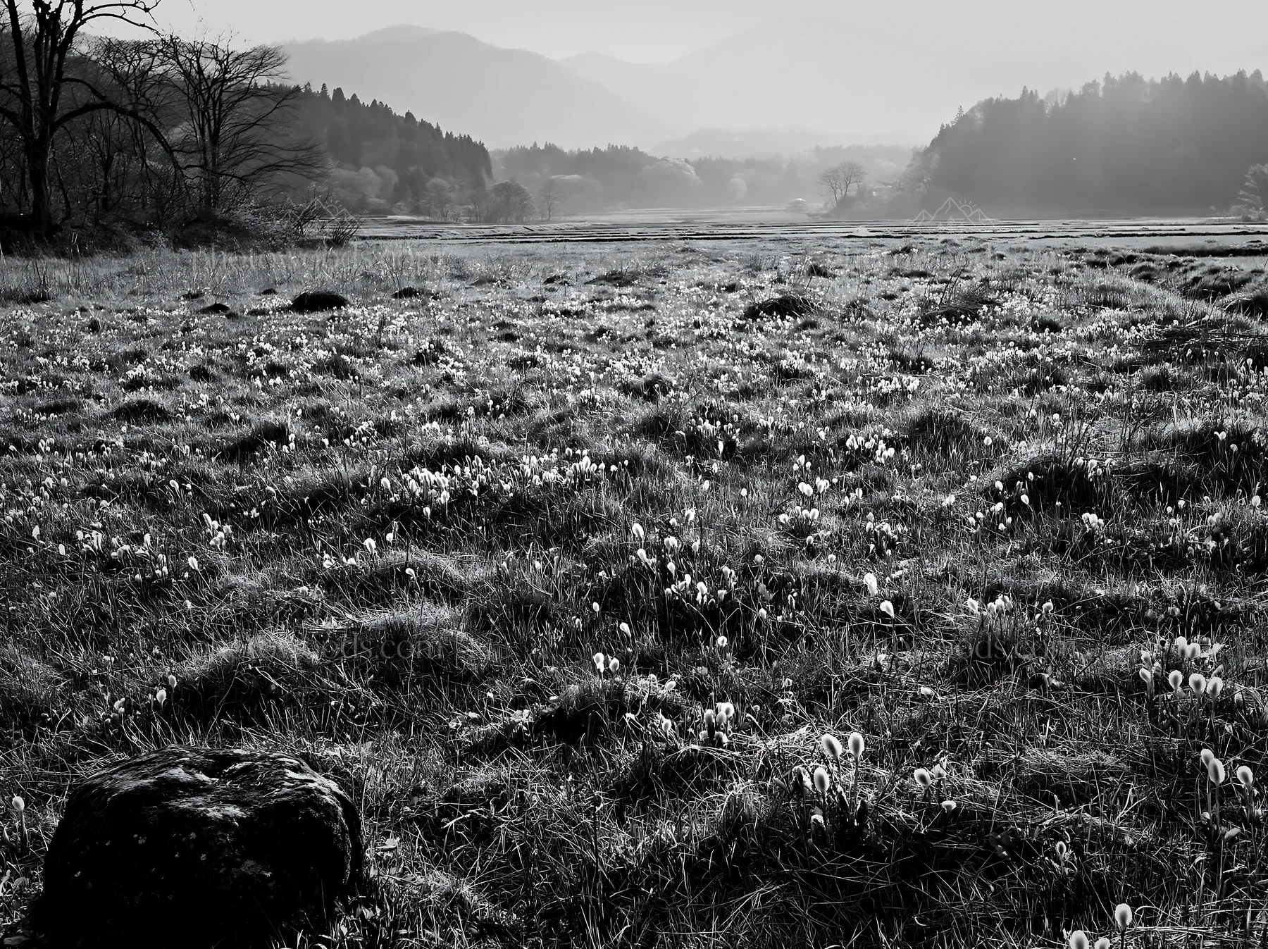 Black and white miyagi spring recovery meadow mossy stone in natural landscape - AI-generated stock image