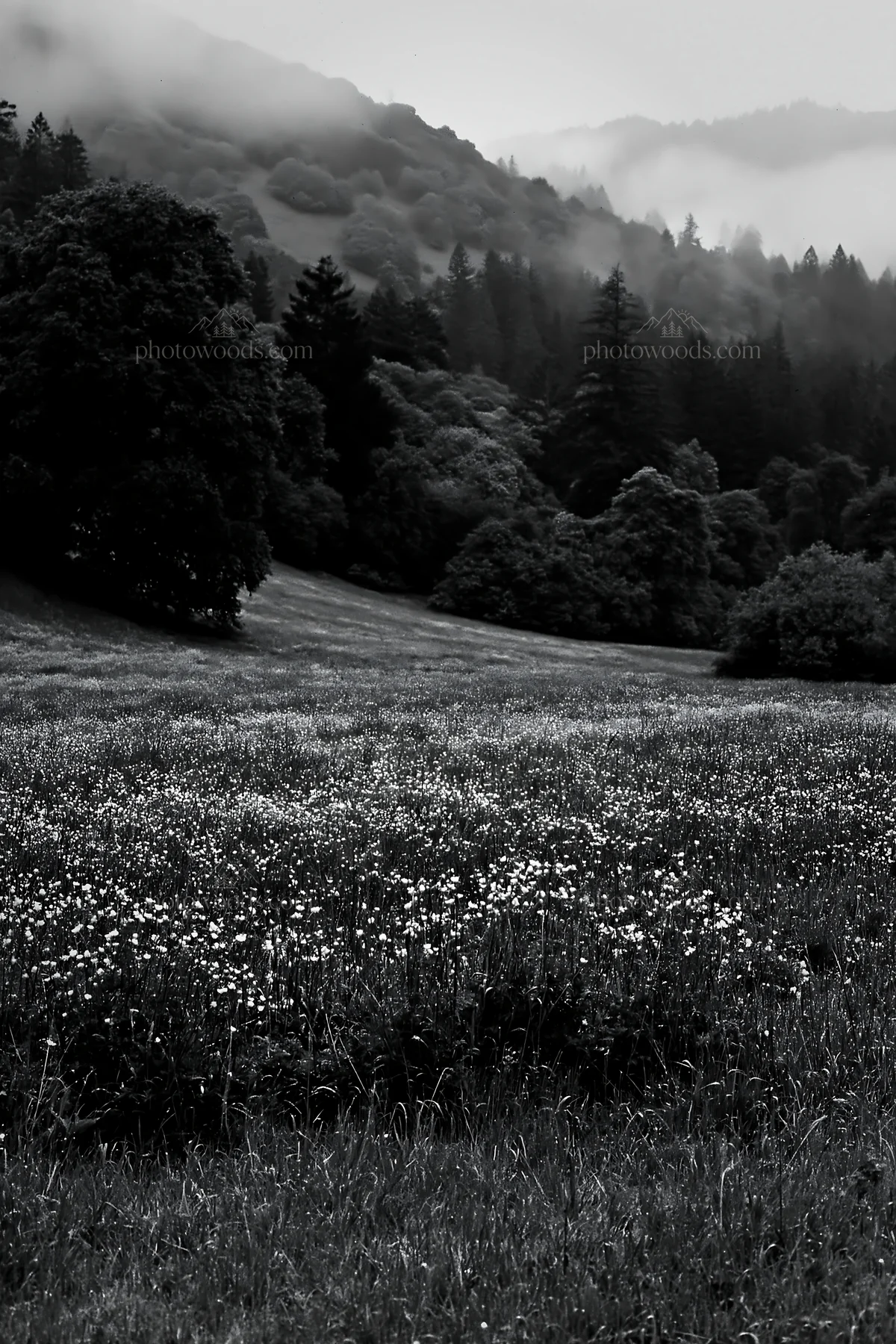 Rainy valley meadow with flowers and trees in black and white - AI-generated stock image