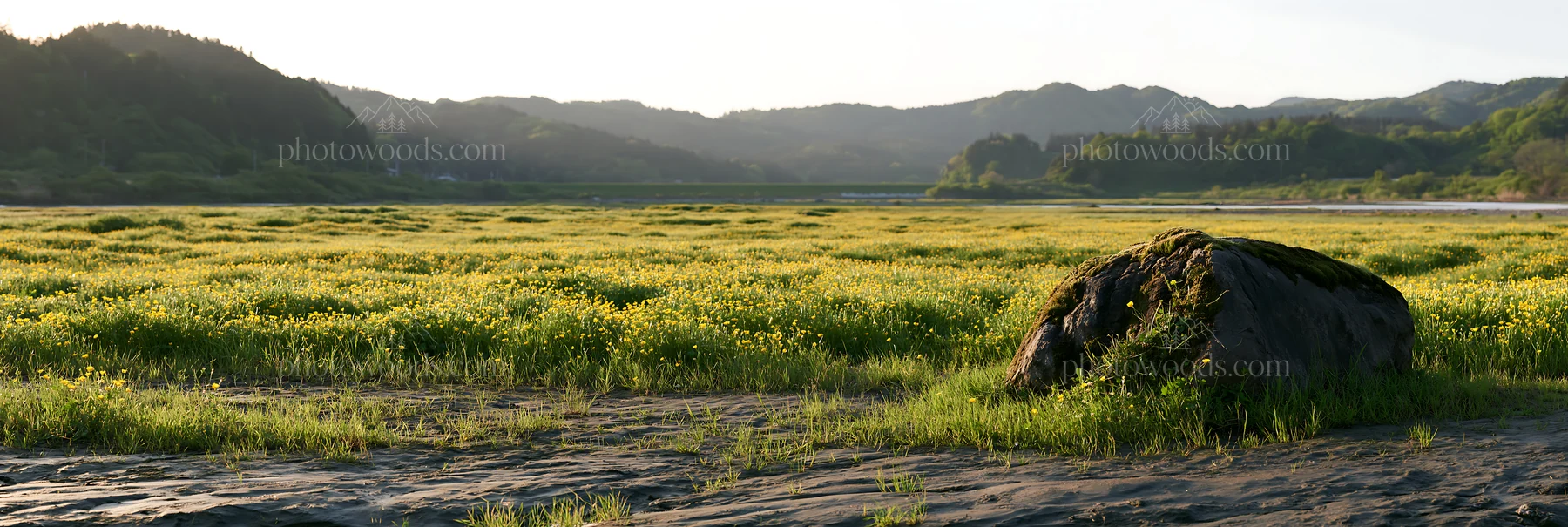 Miyagi spring recovery meadow with mossy stone and yellow flowers - AI-generated stock image