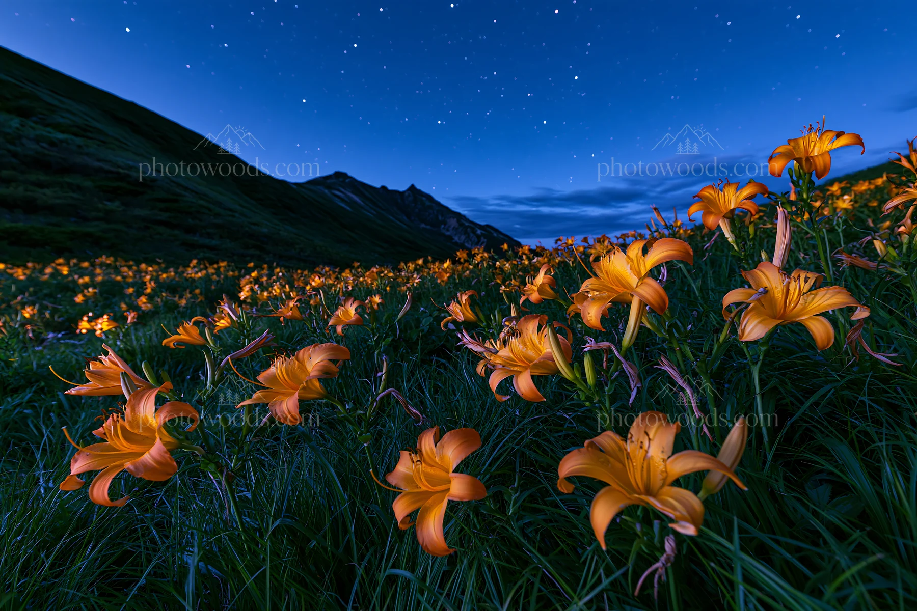 Kirigamine highland daylily meadow under night sky - AI-generated stock image