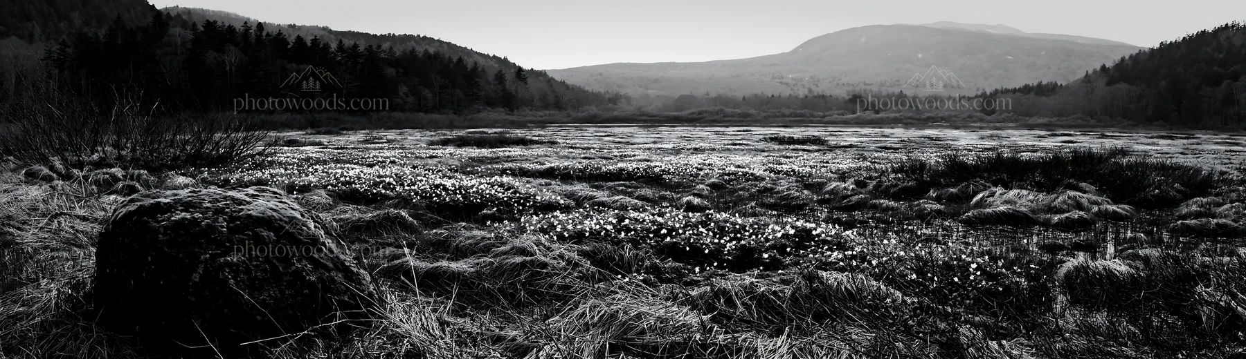 Miyagi spring recovery meadow with mossy stones - AI-generated stock image