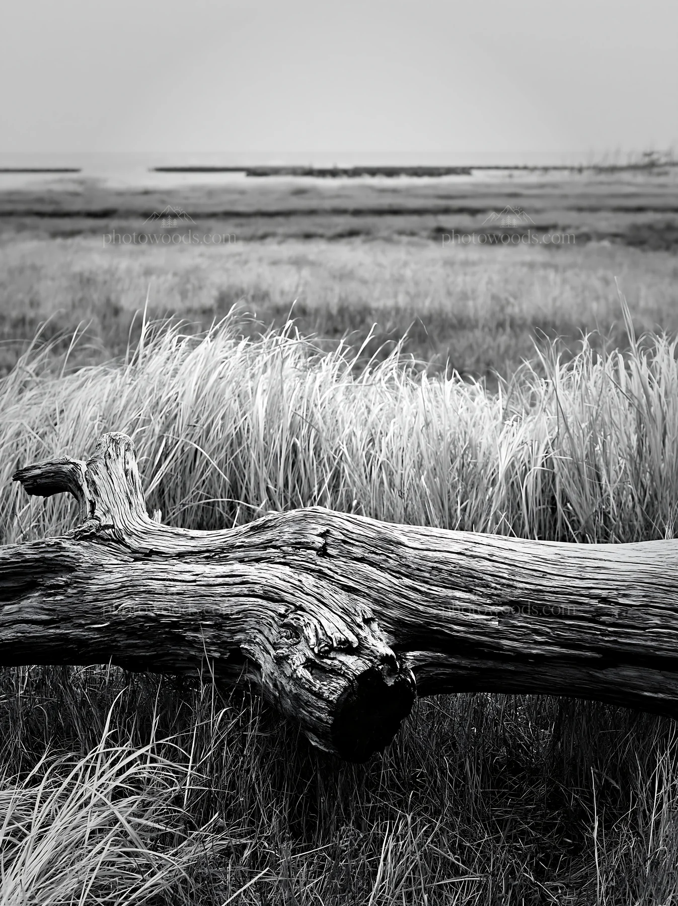 Black and white chiba coastal climate meadow driftwood in foreground - AI-generated stock image