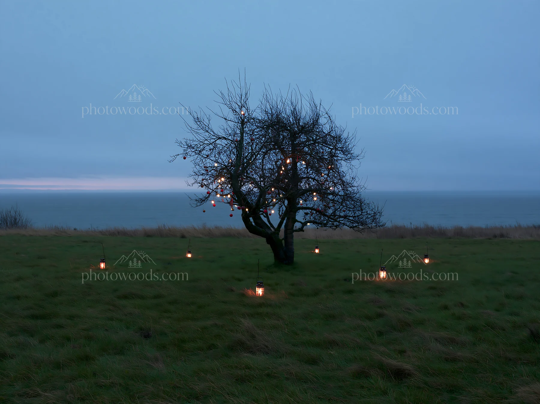 Apple tree in meadow with lights during Christmas season - AI-generated stock image