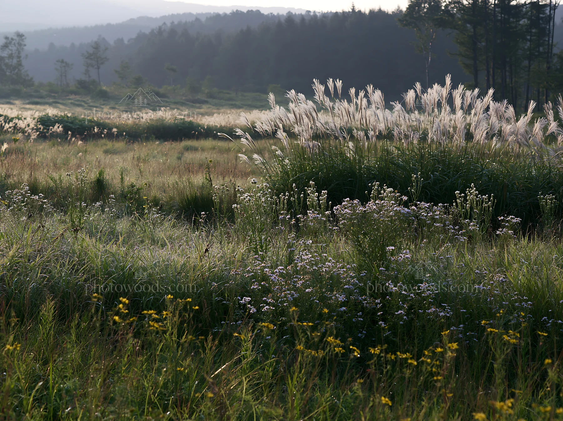 Biodiverse meadow with silver grass in Nagano - AI-generated stock image