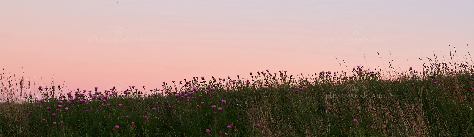 Knapweed blooms in a meadow under soft evening light - AI-generated stock image