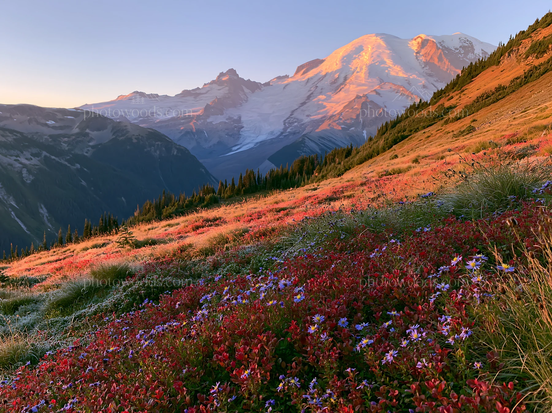 Mount Rainier wildflower meadow sunrise with mountain view - AI-generated stock image