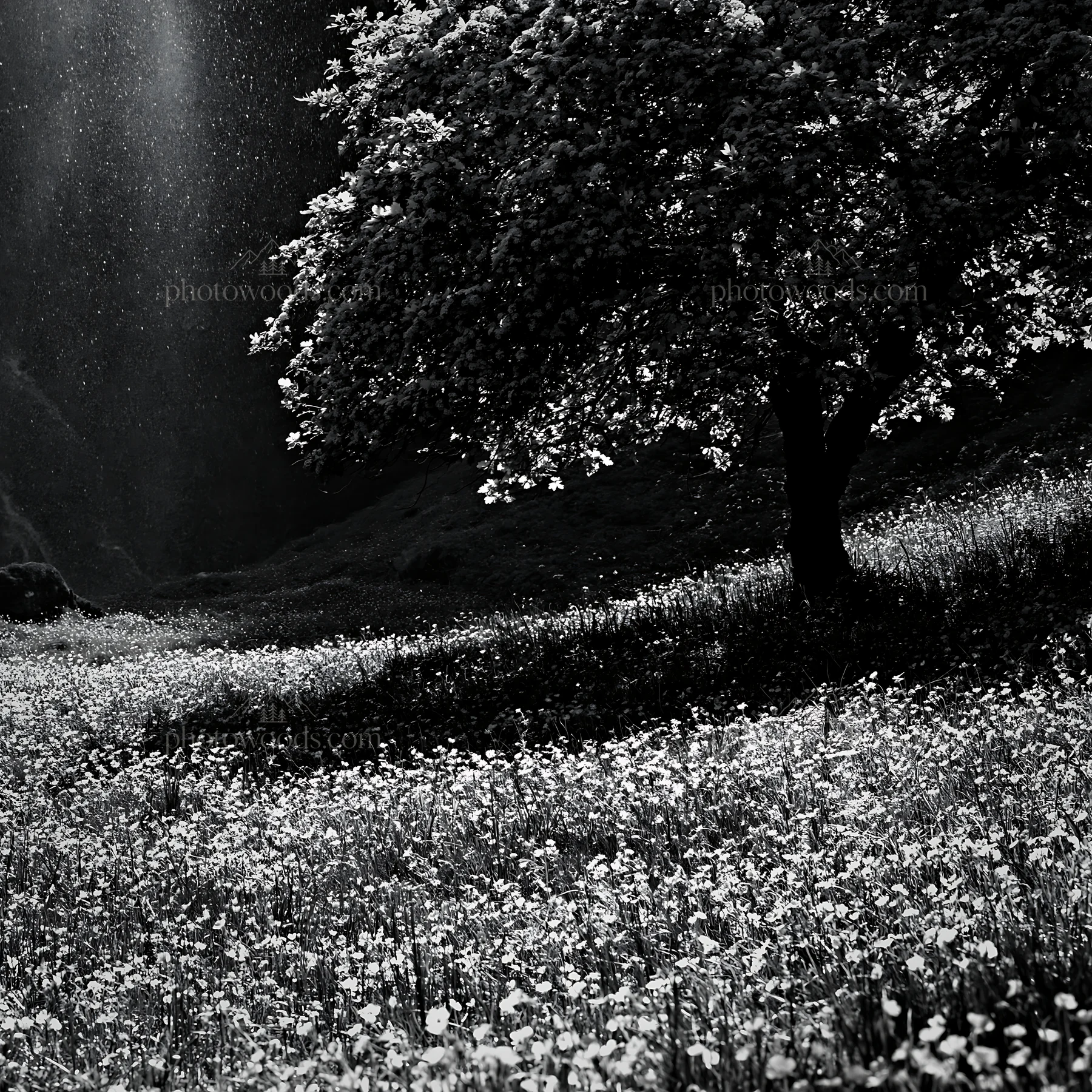 Early leaf meadow with Easter tree in black and white - AI-generated stock image
