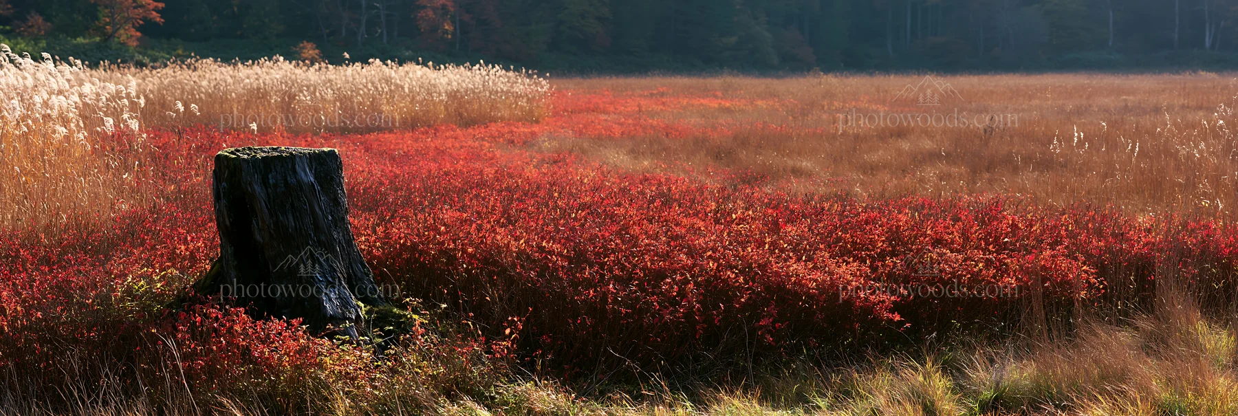 Fukushima native meadow with weathered stump - AI-generated stock image