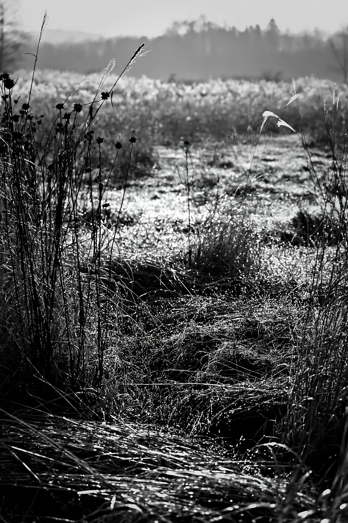 Black and white niigata floodplain restoration meadow dew foreground - AI-generated stock image