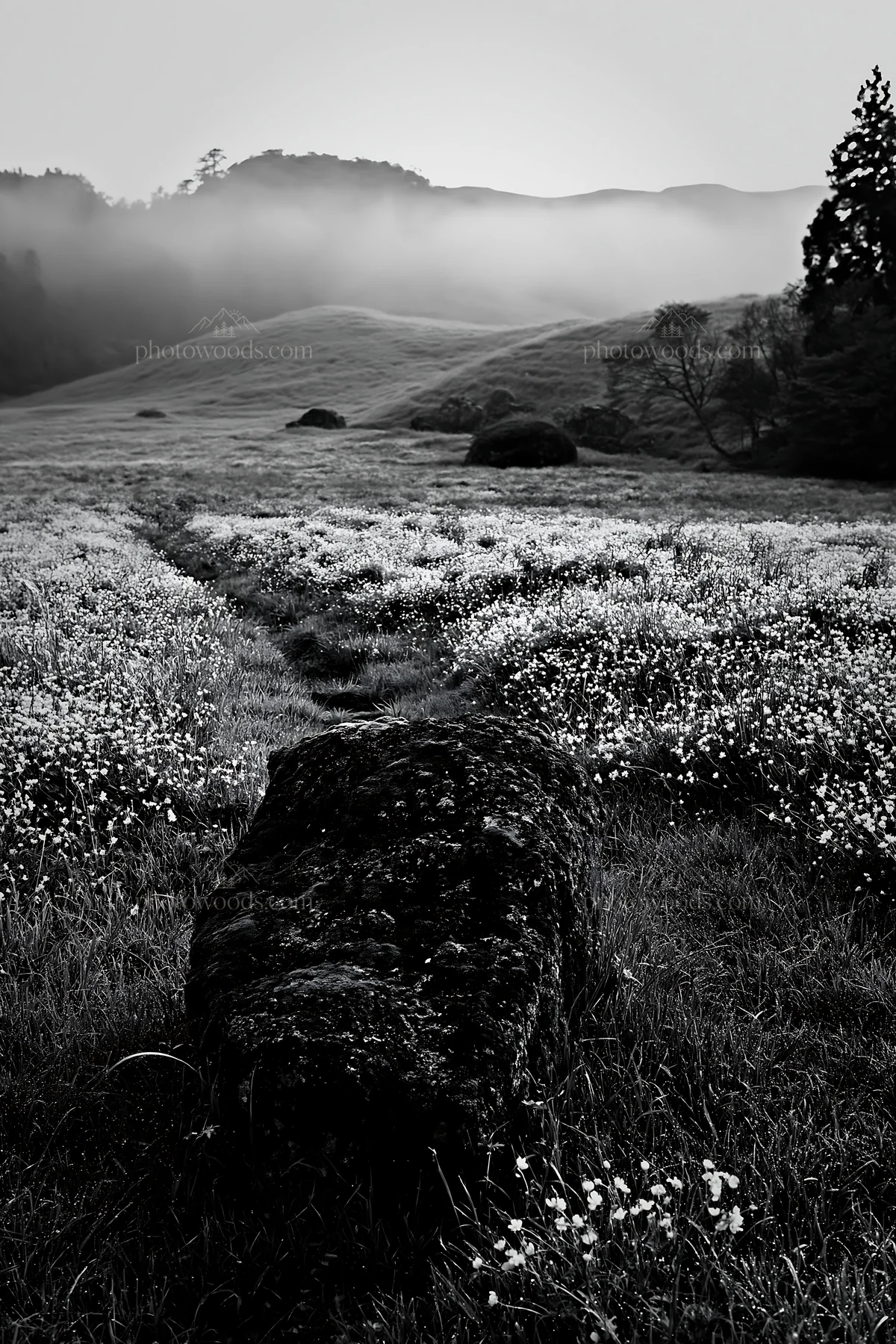 Misty meadow with moss covered stone in Shimane - AI-generated stock image