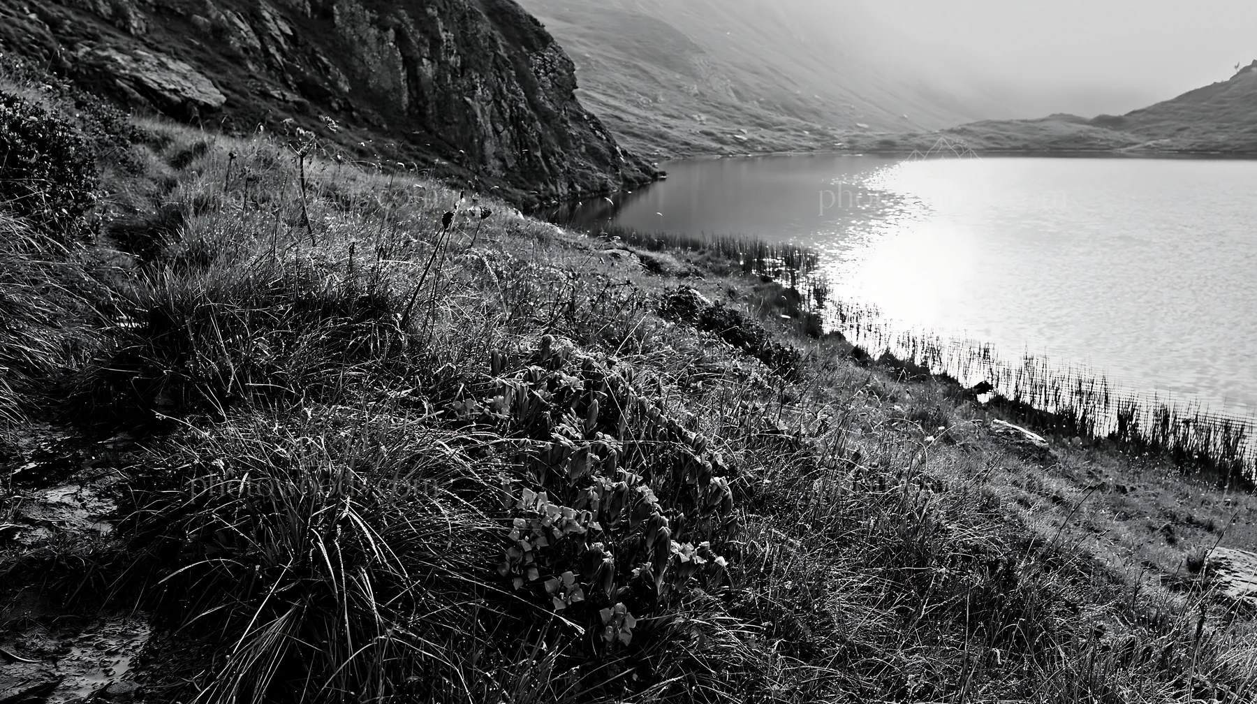 Swiss meadow beside alpine lake in black and white - AI-generated stock image