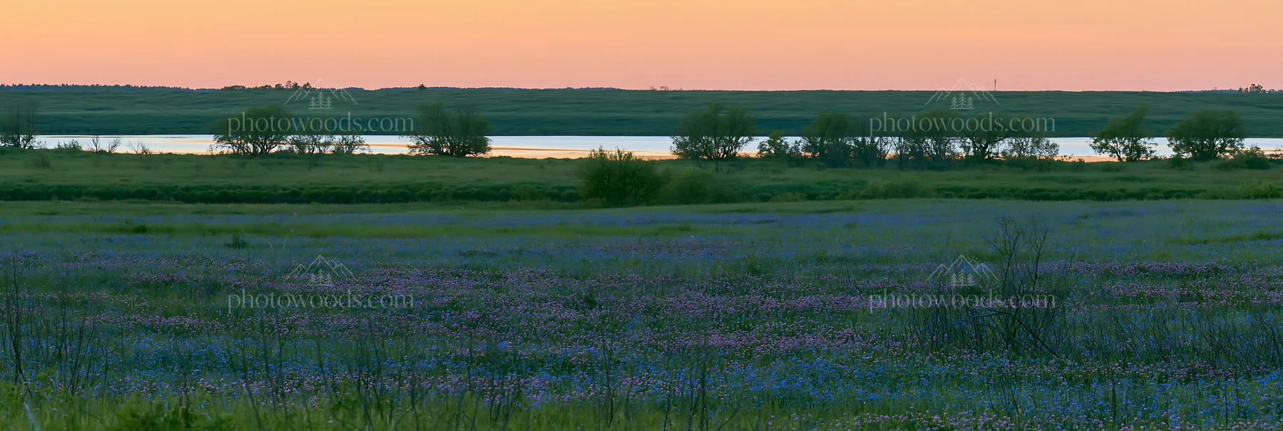 Clover cornflower meadow at sunset near calm water - AI-generated stock image