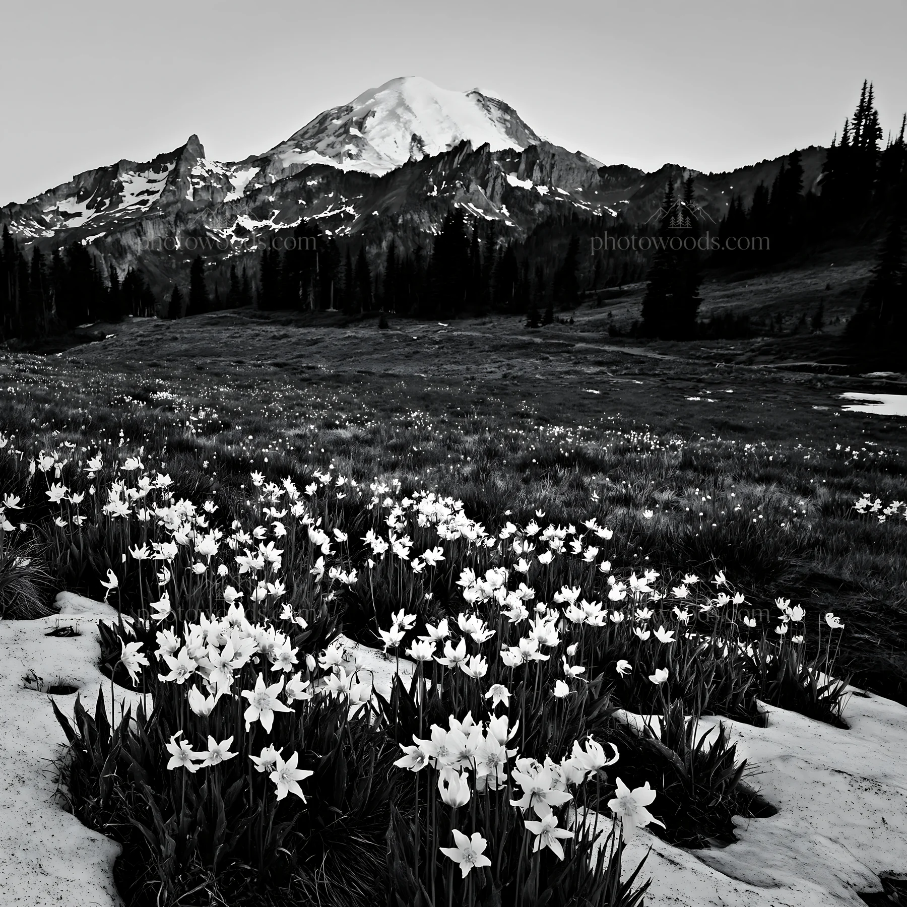 Mount Rainier wildflower meadow at sunrise - AI-generated stock image