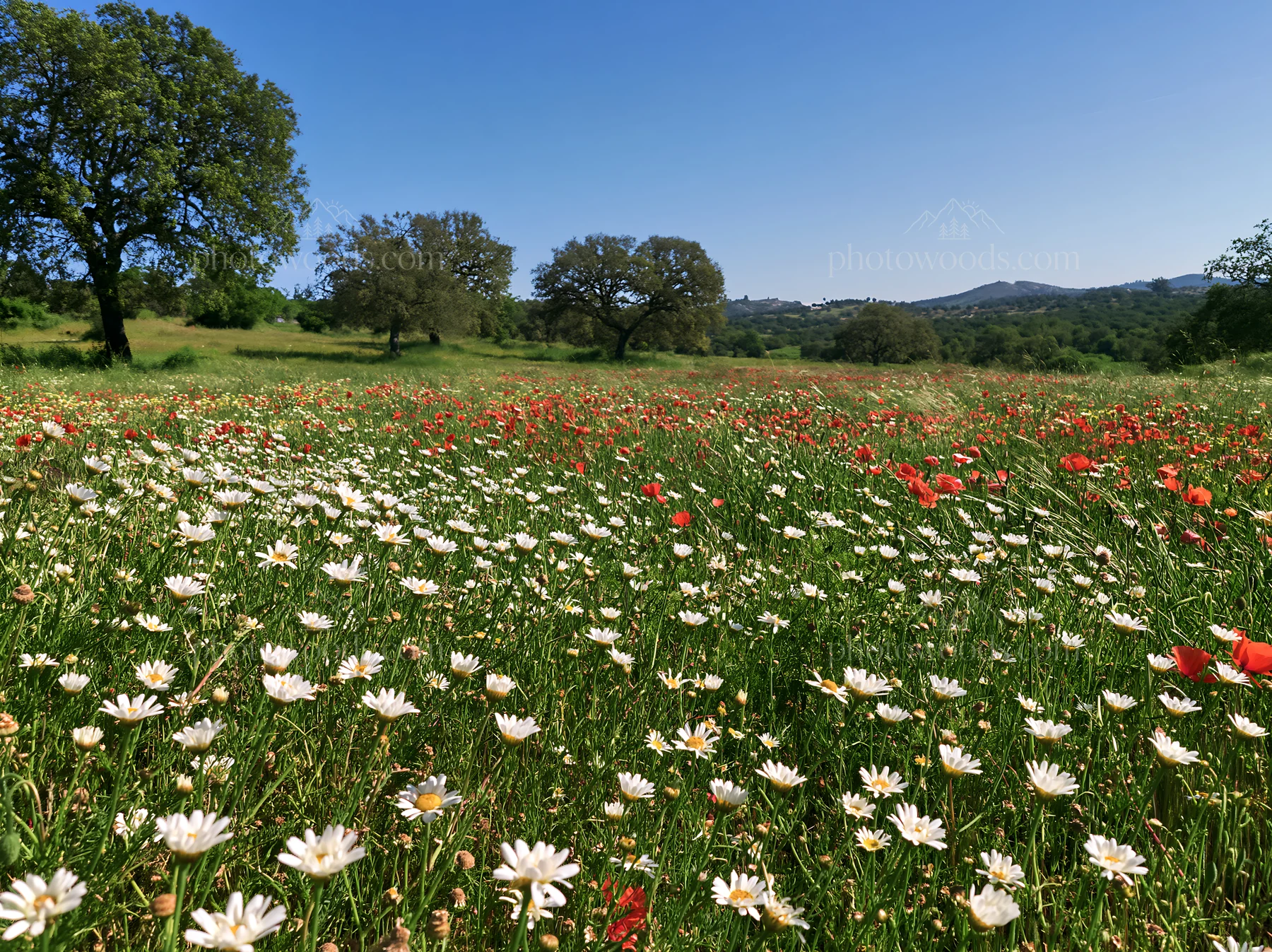 Regenerative meadow with poppies and daisies under blue sky - AI-generated stock image