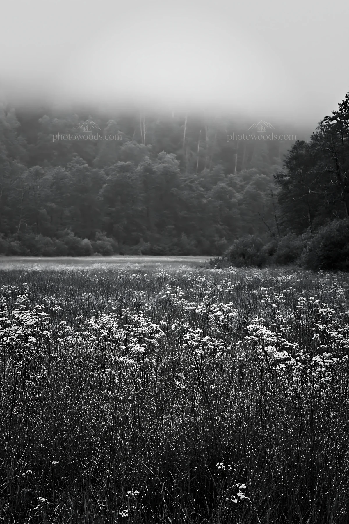 Meadow with wildflowers in Hungarian wooded valley - AI-generated stock image