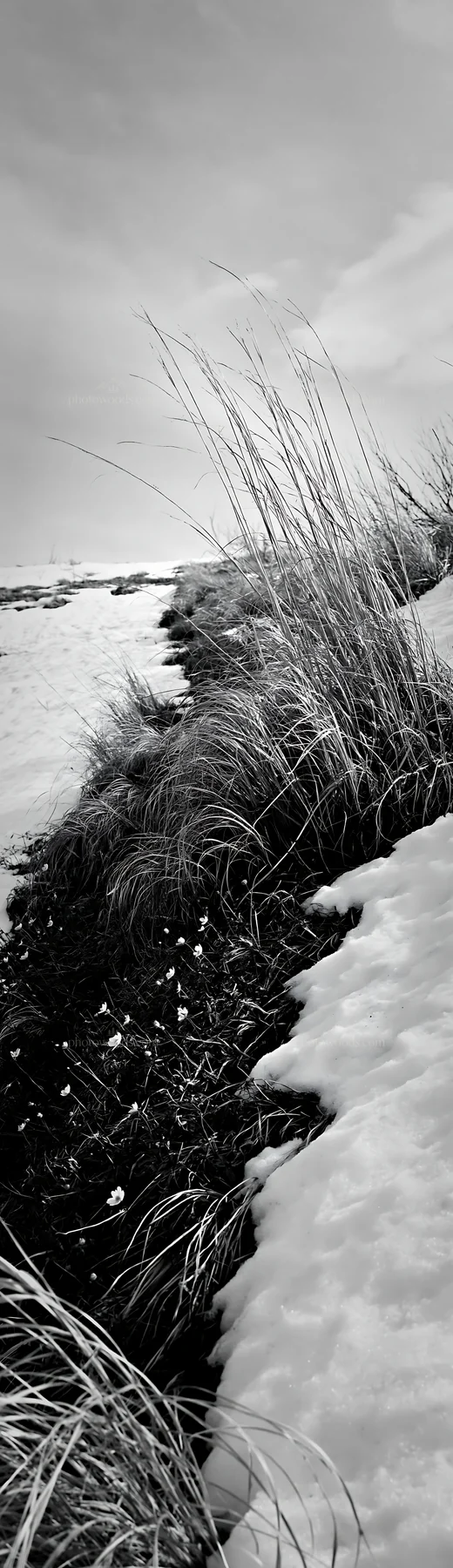 Black and white akita snowmelt meadow with silver grasses in a natural setting - AI-generated stock image