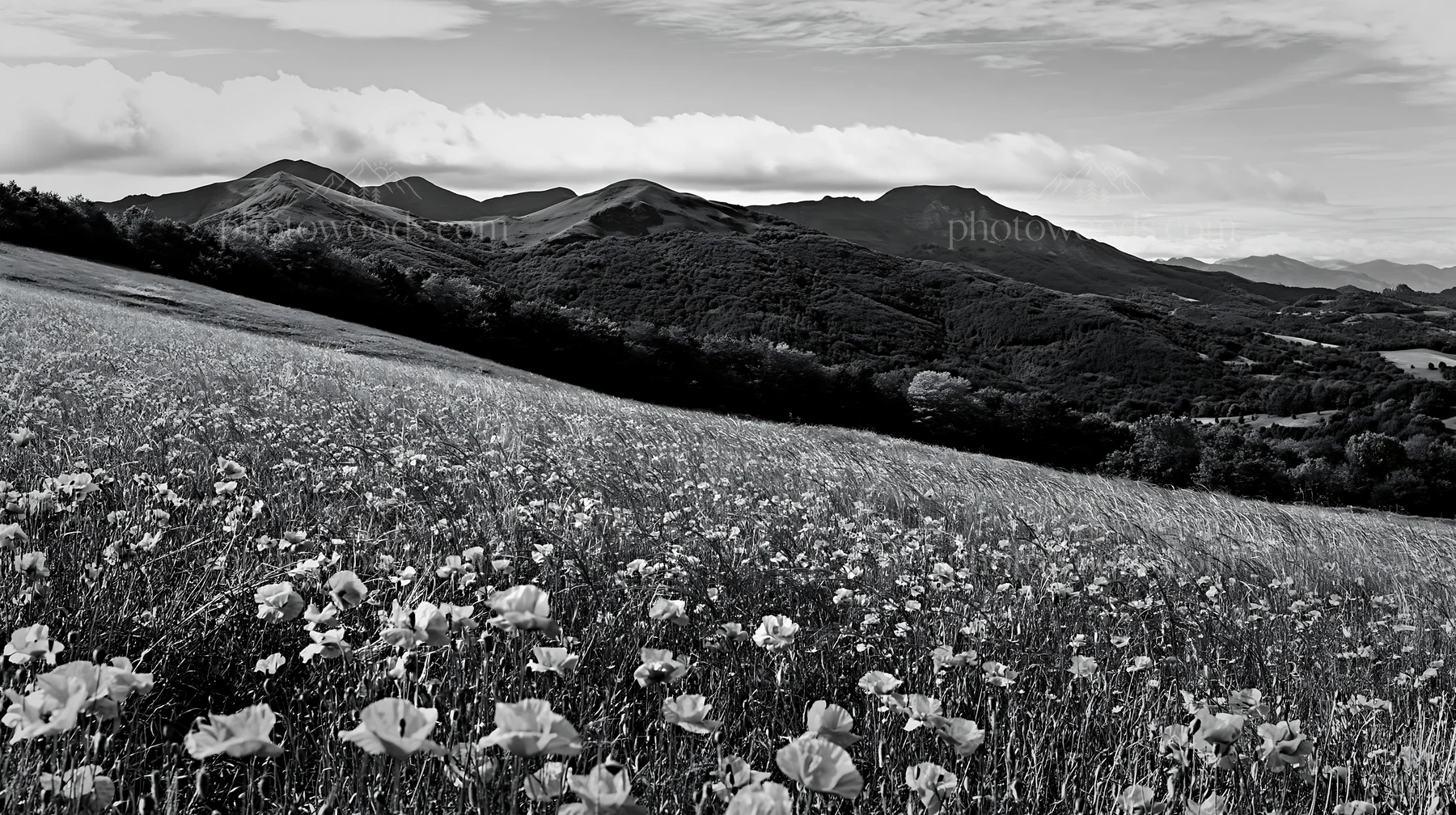 Poppy flax meadow on a hillside with mountains in the background - AI-generated stock image