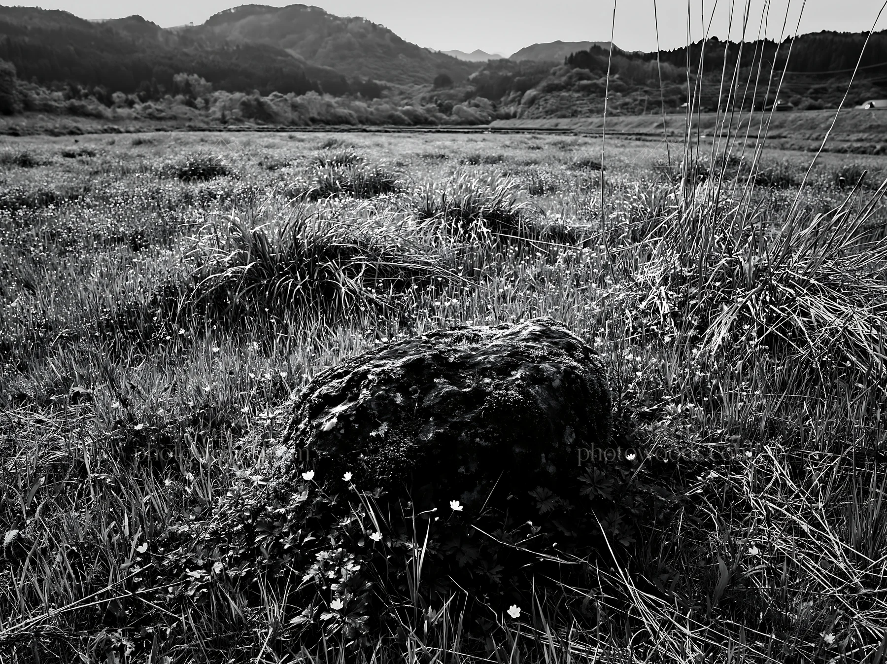 Black and white miyagi spring recovery meadow mossy stone in a green field - AI-generated stock image