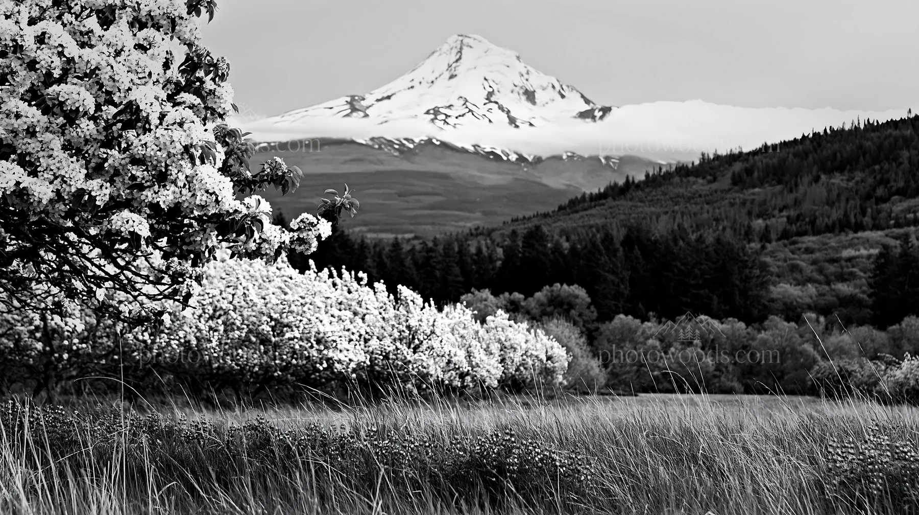 Spring orchard meadow with mountain background - AI-generated stock image