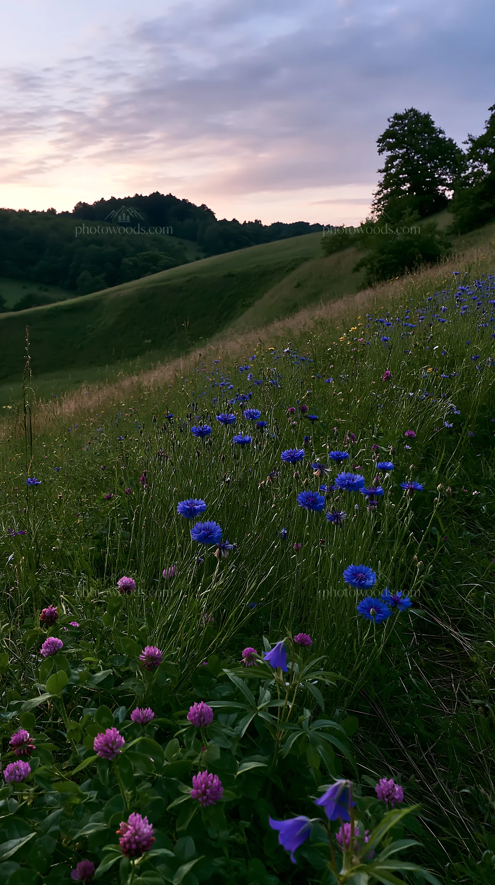 Clover and cornflower meadow at sunset - AI-generated stock image