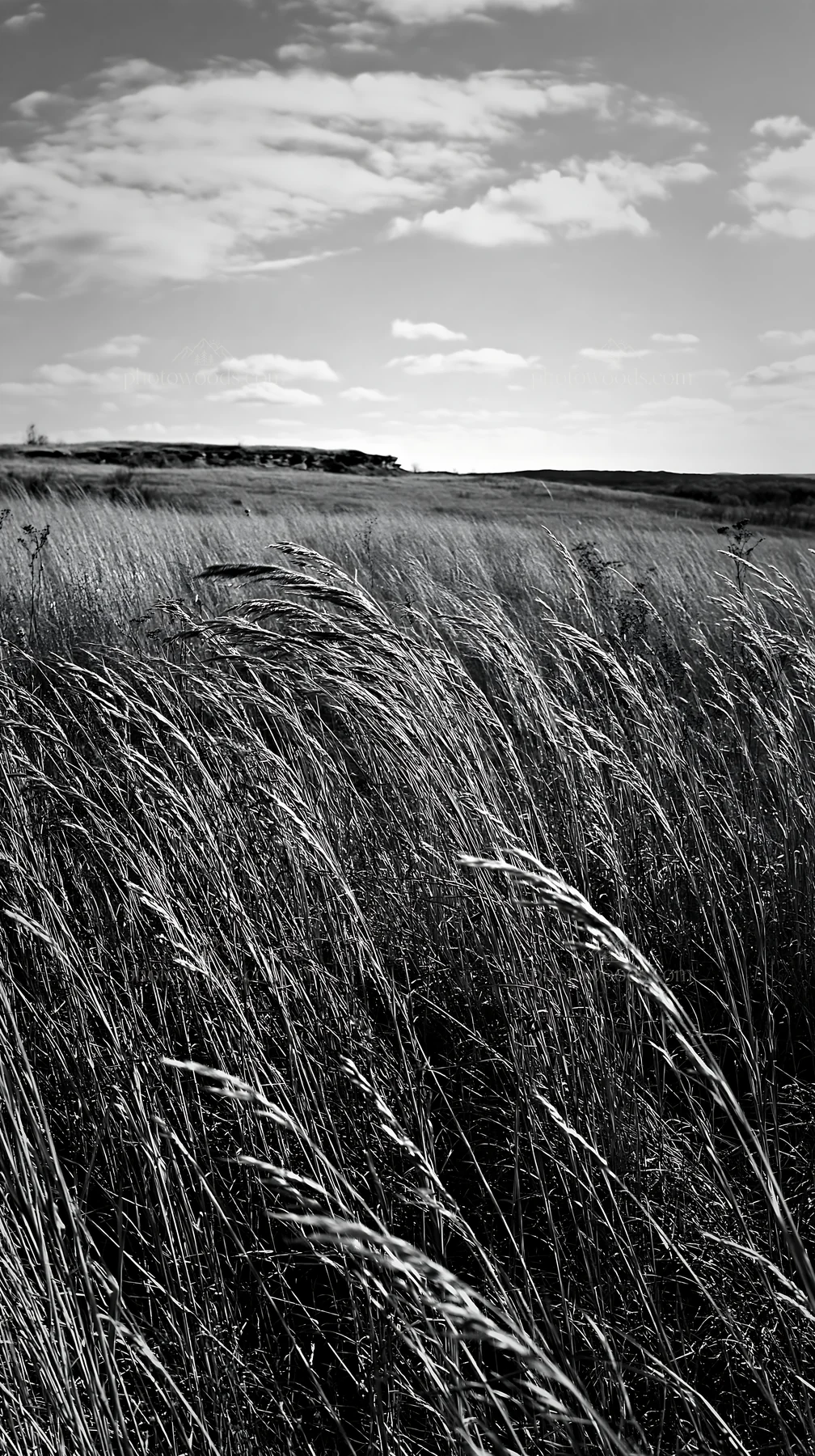 Meadow grass seedheads under a cloudy sky - AI-generated stock image
